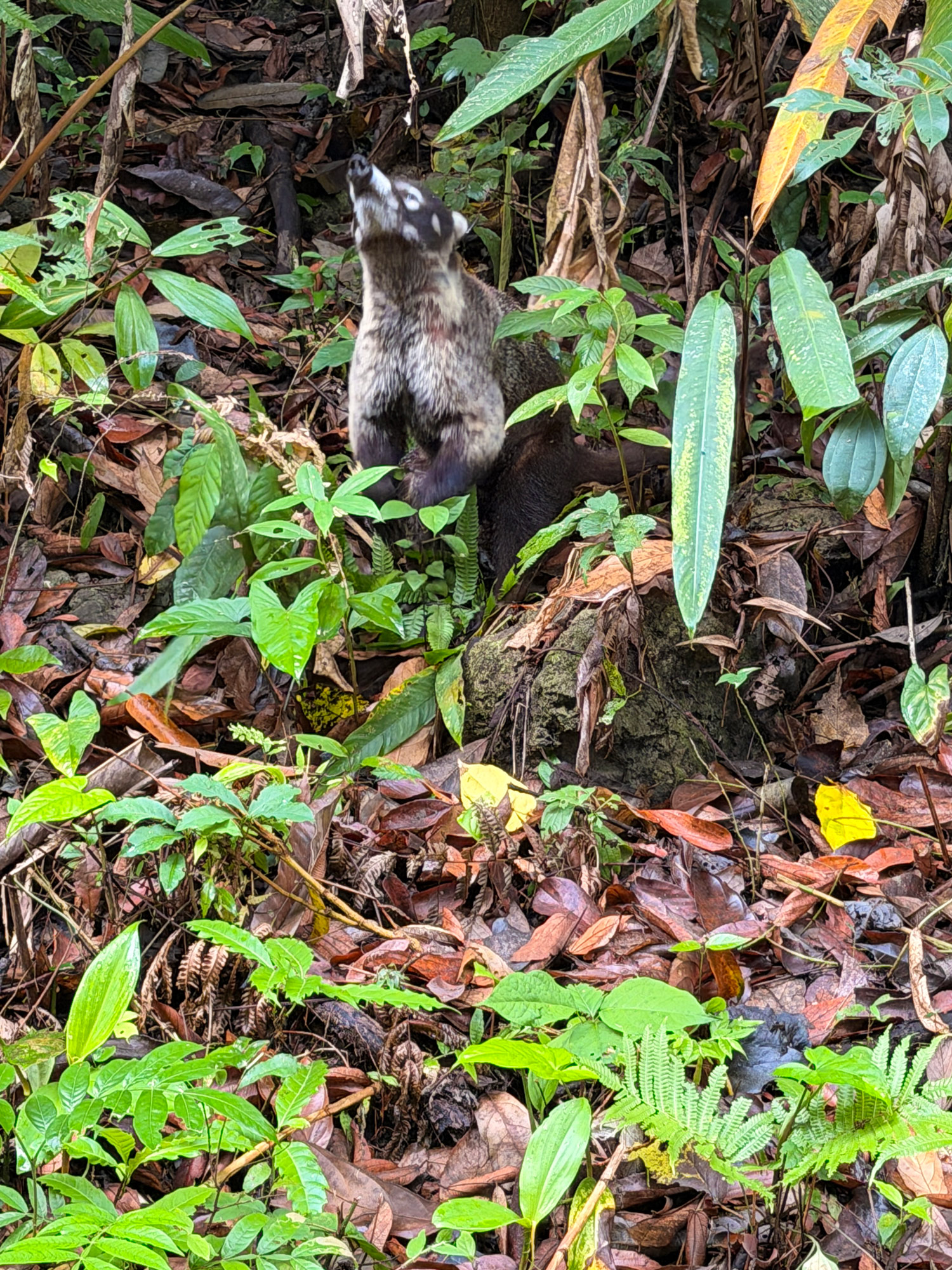 Manuel Antonio Rejser til Costa Rica med børn - rejseblog om Costa Rica - C&C Travel