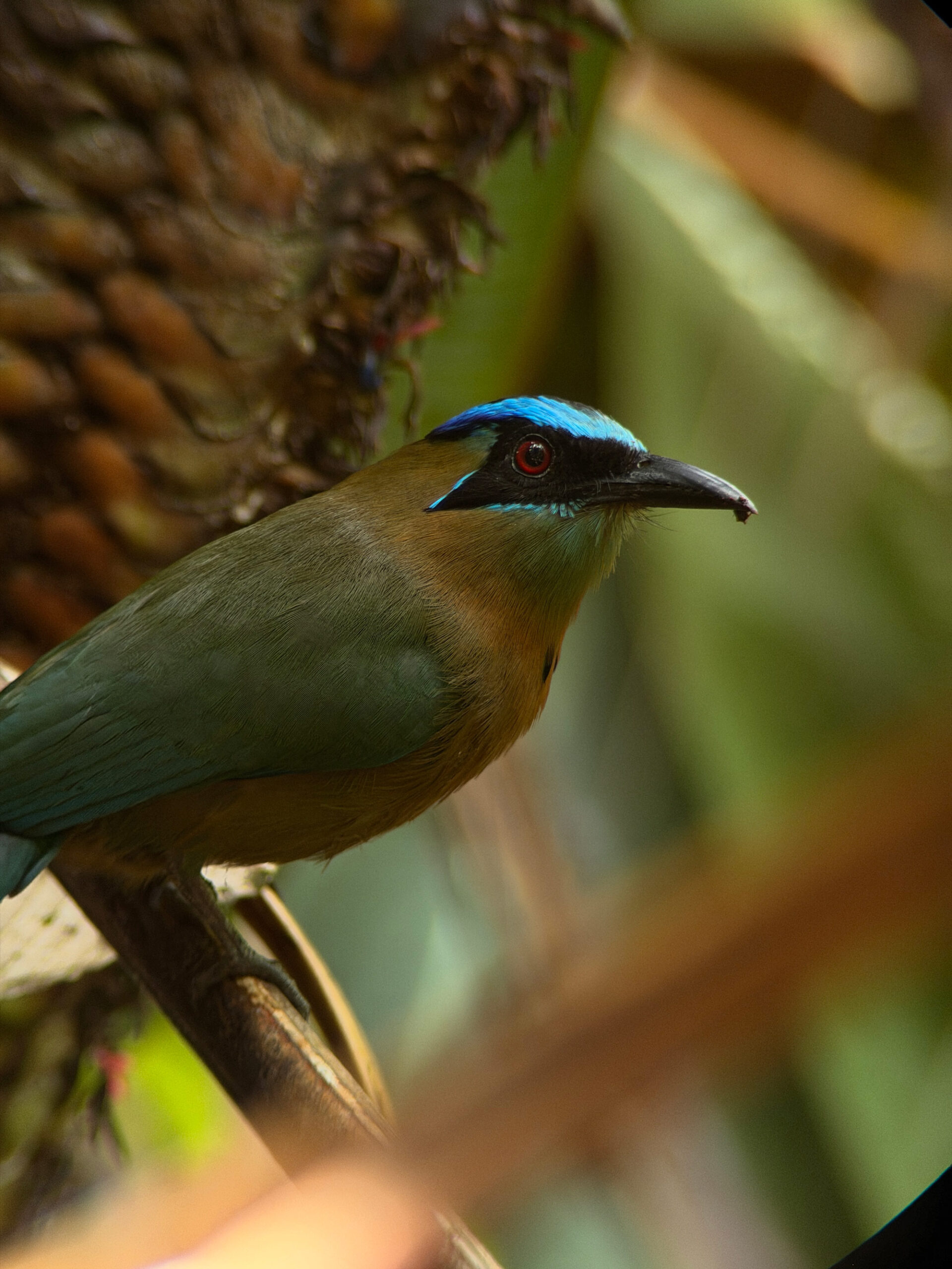Manuel Antonio Rejser til Costa Rica med børn - rejseblog om Costa Rica - C&C Travel