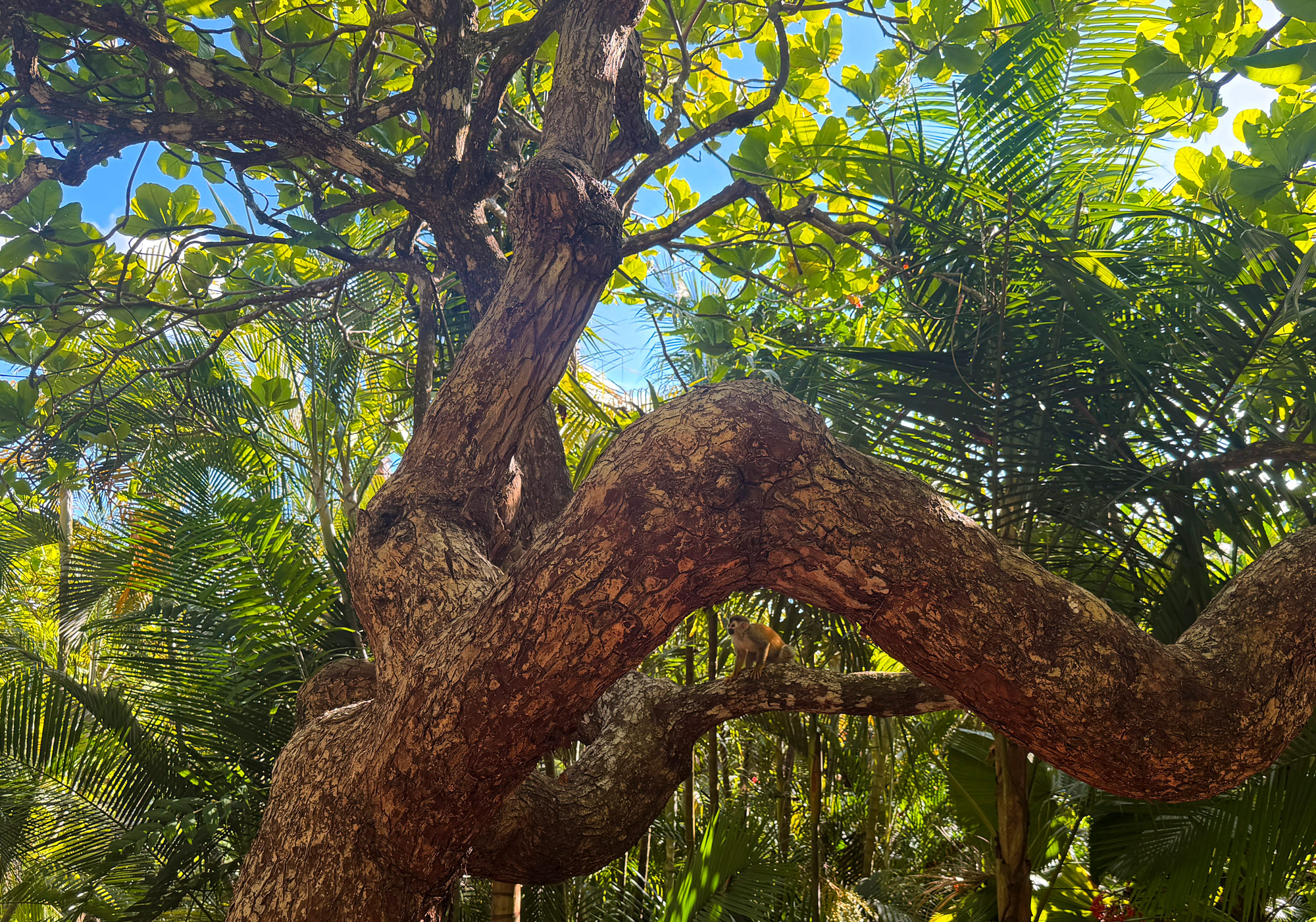 Hotel Costa Verde i Manuel Antonio Rejser til Costa Rica med børn - rejseblog om Costa Rica - C&C Travel