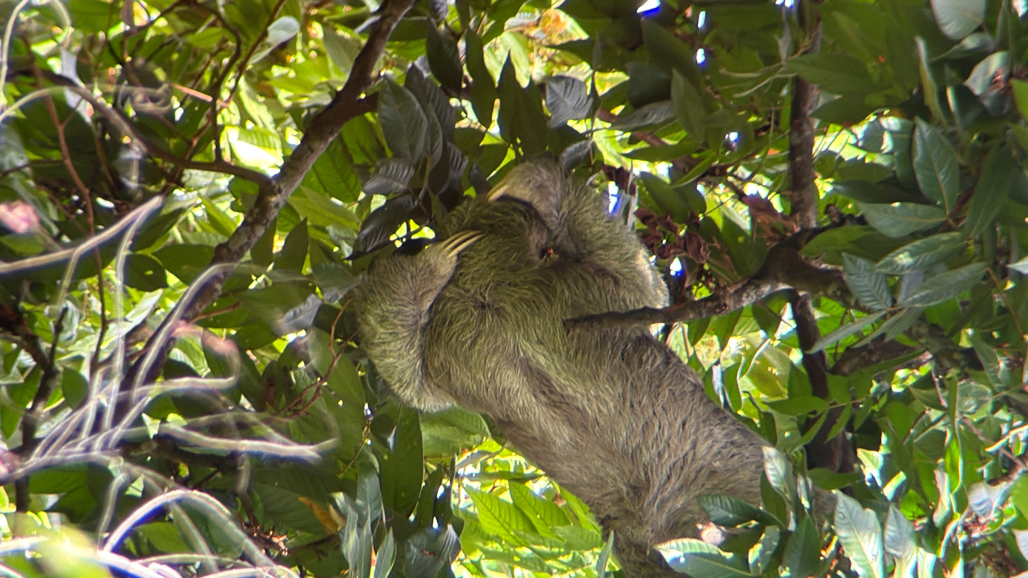 Manuel Antonio Rejser til Costa Rica med børn - rejseblog om Costa Rica - C&C Travel