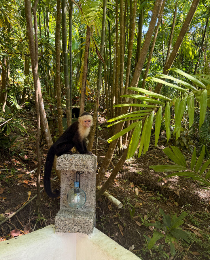 Hotel Costa Verde i Manuel Antonio Rejser til Costa Rica med børn - rejseblog om Costa Rica - C&C Travel