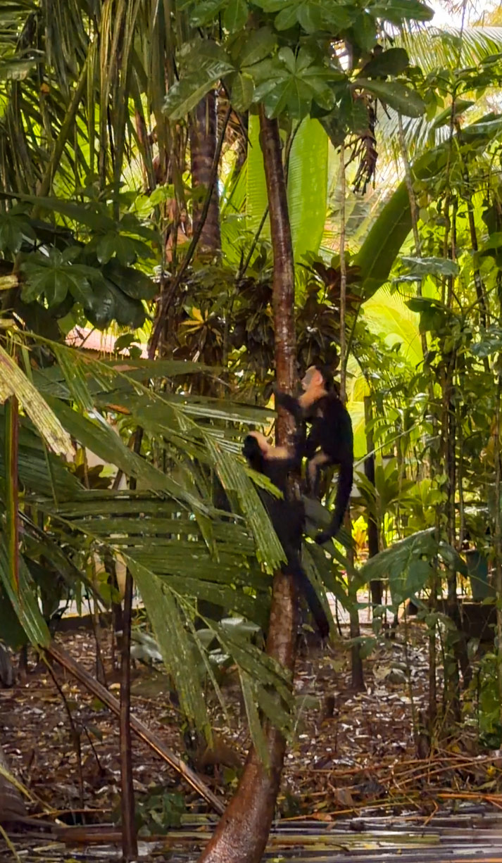 Tortuguero Nationalpark Rejser til Costa Rica med børn - rejseblog om Costa Rica - C&C Travel