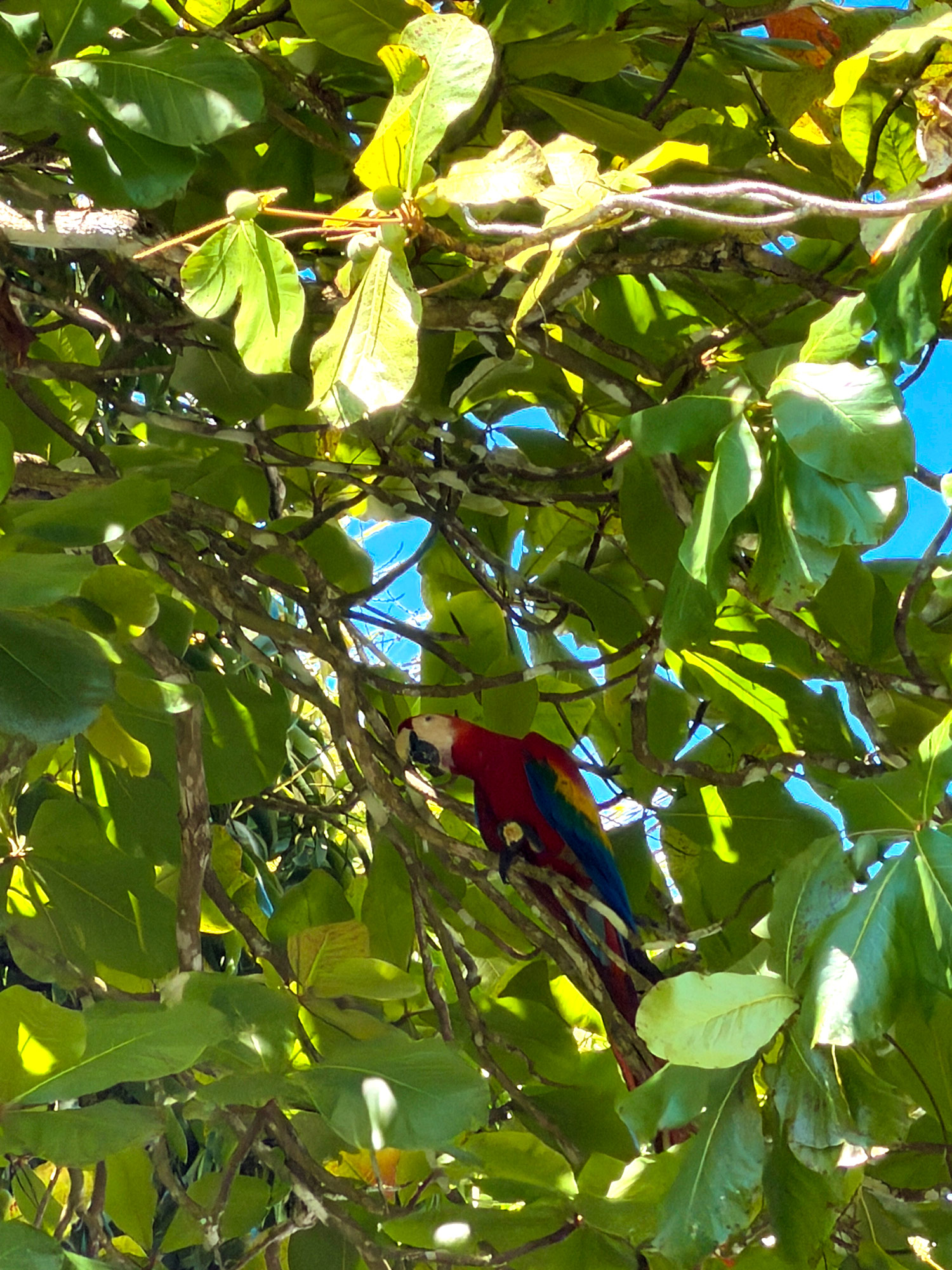 Hotel Costa Verde i Manuel Antonio Rejser til Costa Rica med børn - rejseblog om Costa Rica - C&C Travel