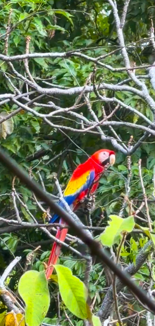Hotel Costa Verde i Manuel Antonio Rejser til Costa Rica med børn - rejseblog om Costa Rica - C&C Travel