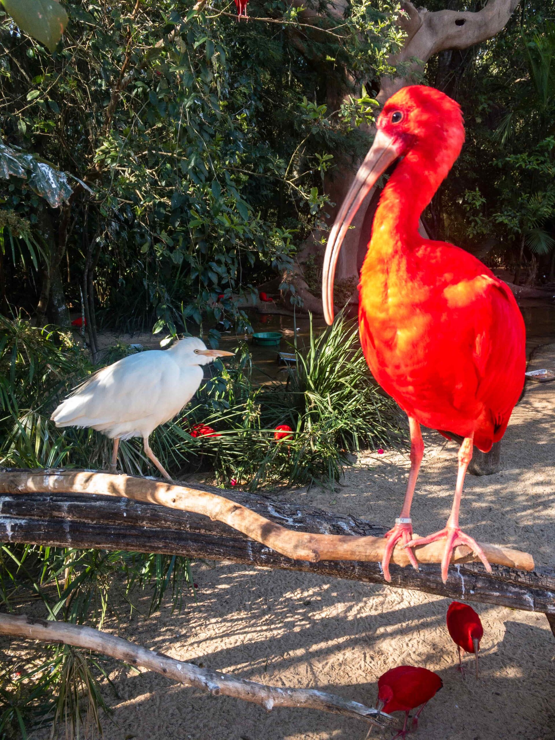 Iguazu Rejser til Brasilien