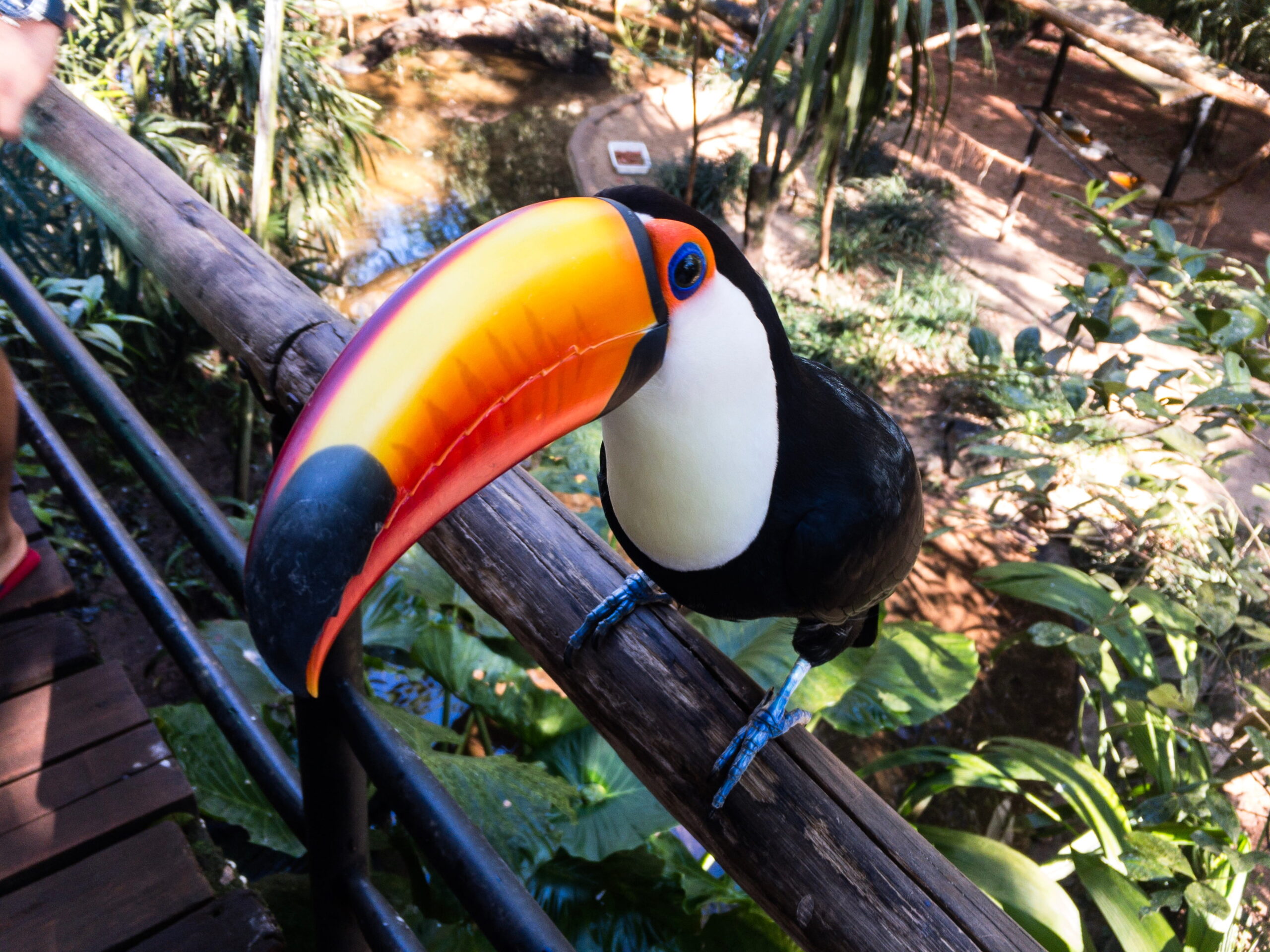 Iguazu Rejser til Brasilien