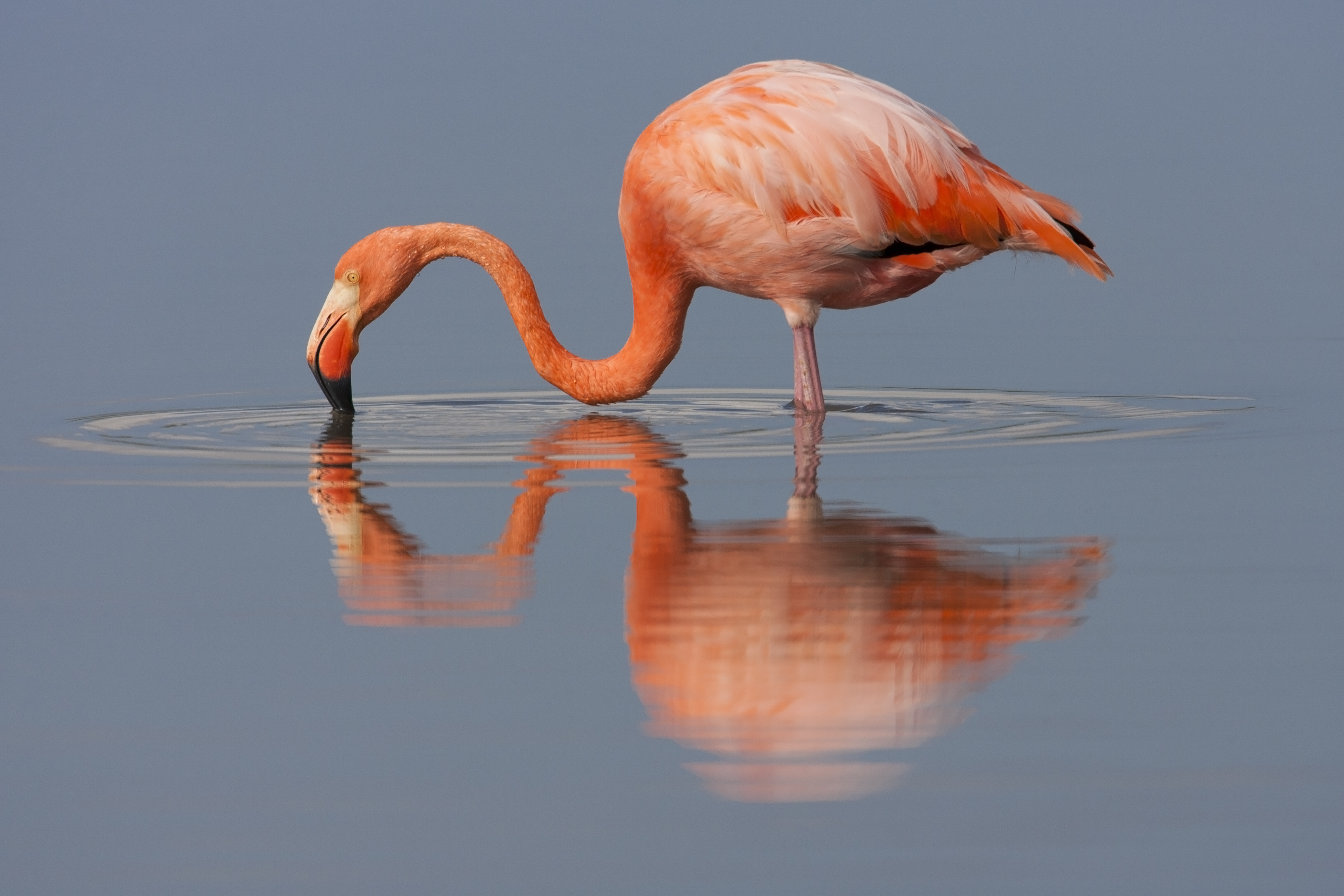 Flamingo North Seymour island