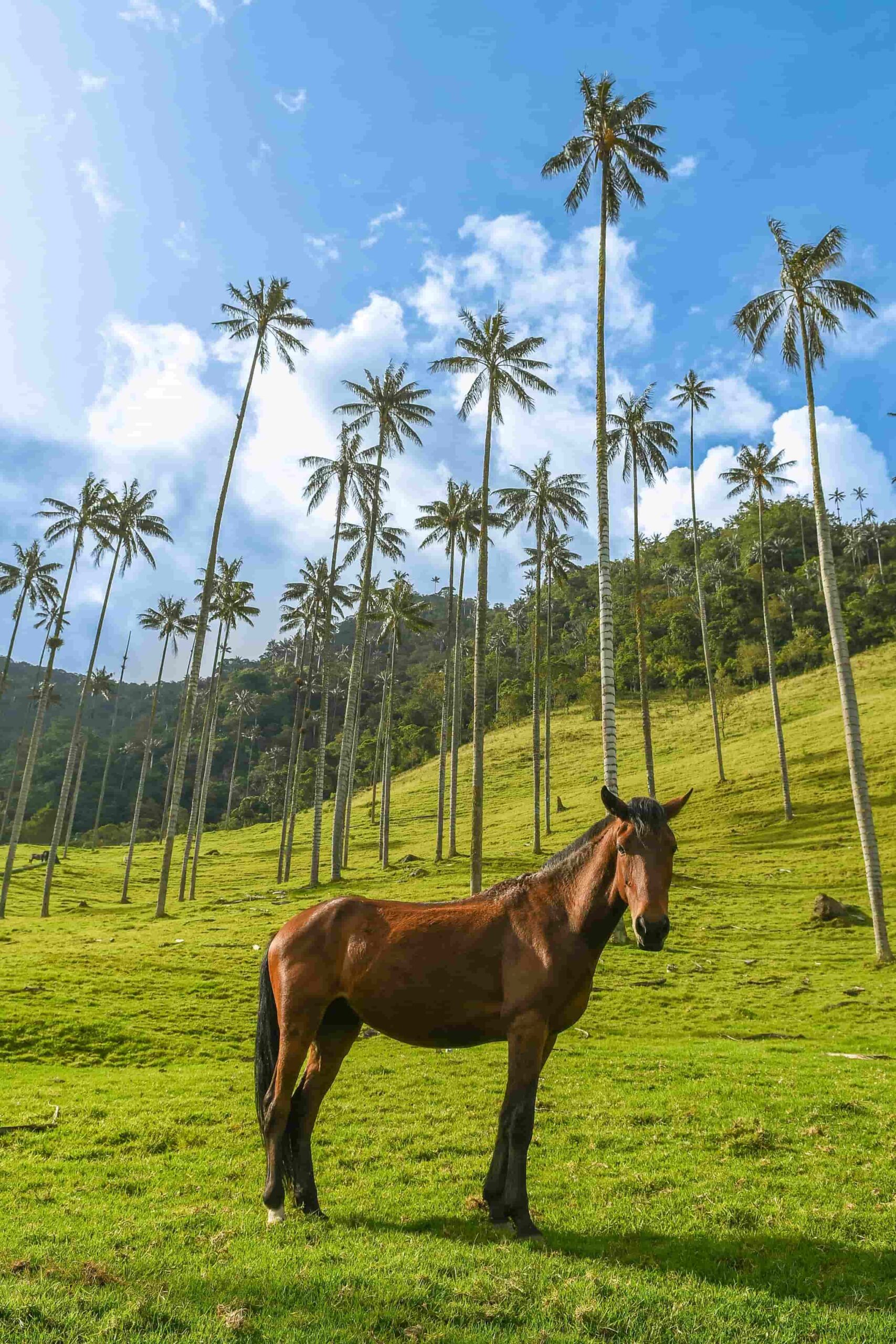 Colombia - oplev Zona Cafetera Colombia - oplev Zona Cafetera