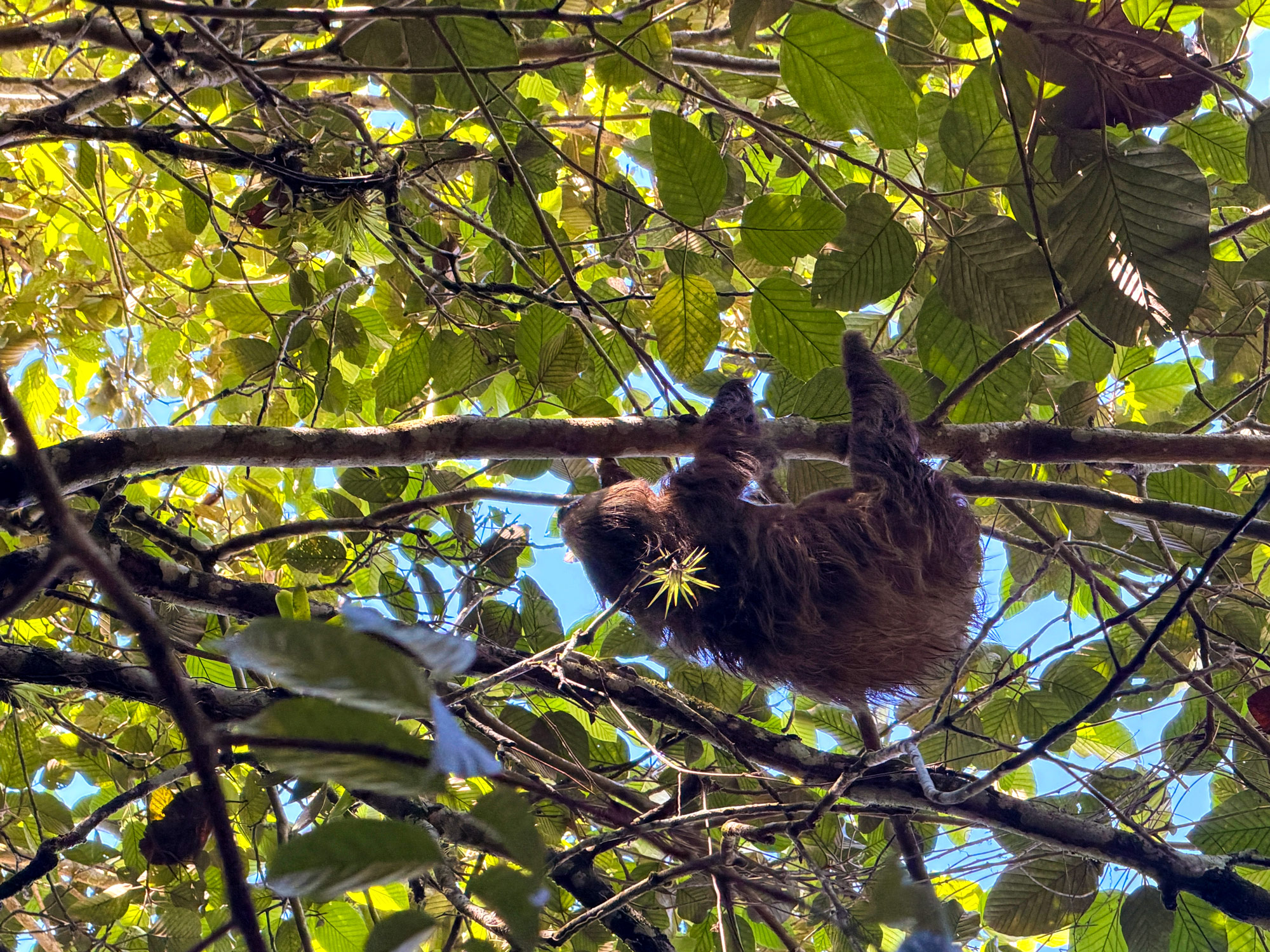 Dovendyr Rejser til Costa Rica med børn - rejseblog om Costa Rica - C&C Travel