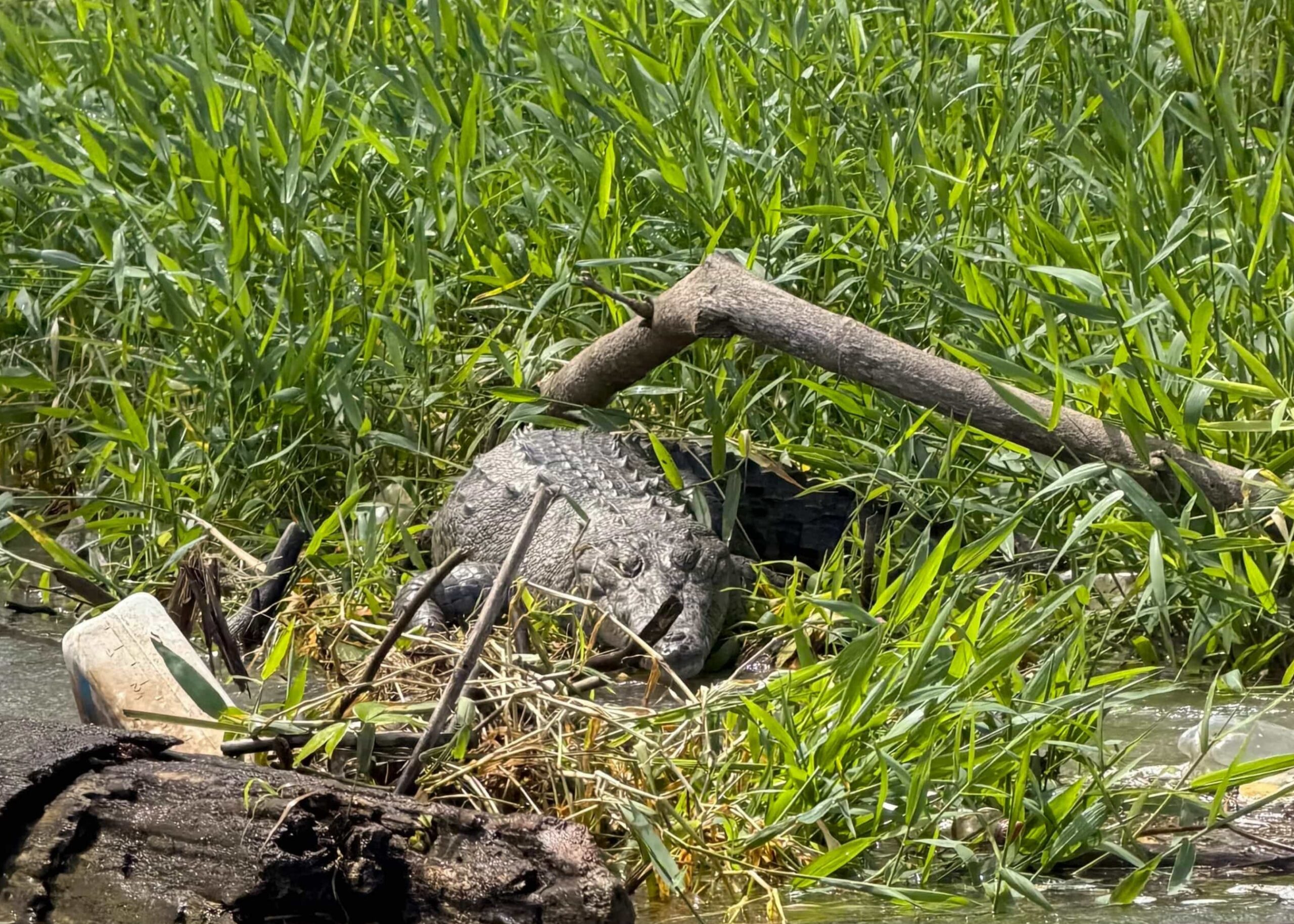 Rejser til Costa Rica, Rejser til Tortuguero