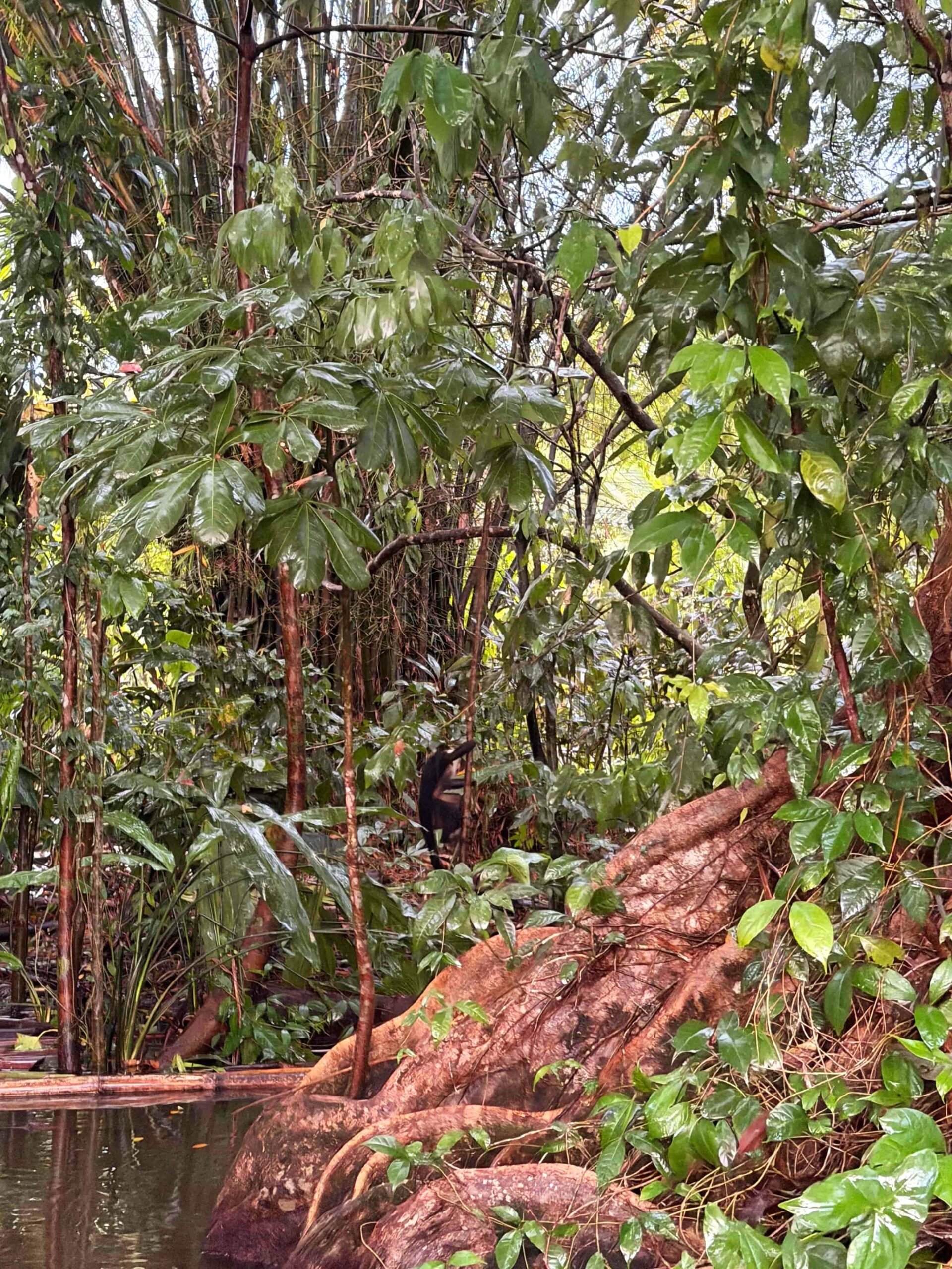 Rejser til Costa Rica, Rejser til Tortuguero