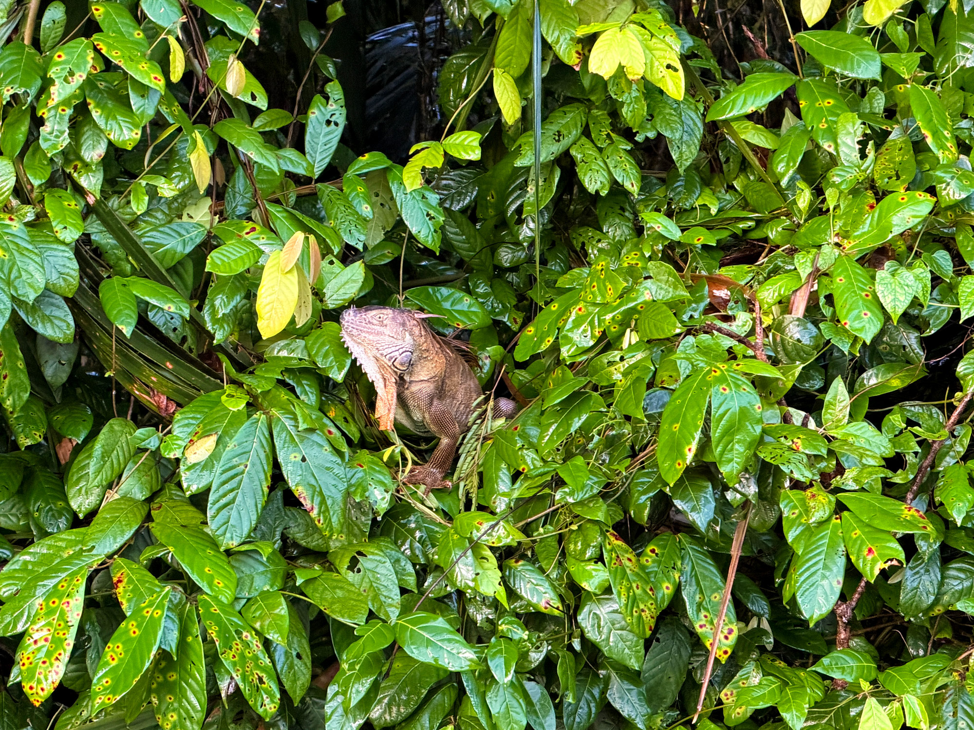 Tortuguero Nationalpark Rejser til Costa Rica med børn - rejseblog om Costa Rica - C&C Travel