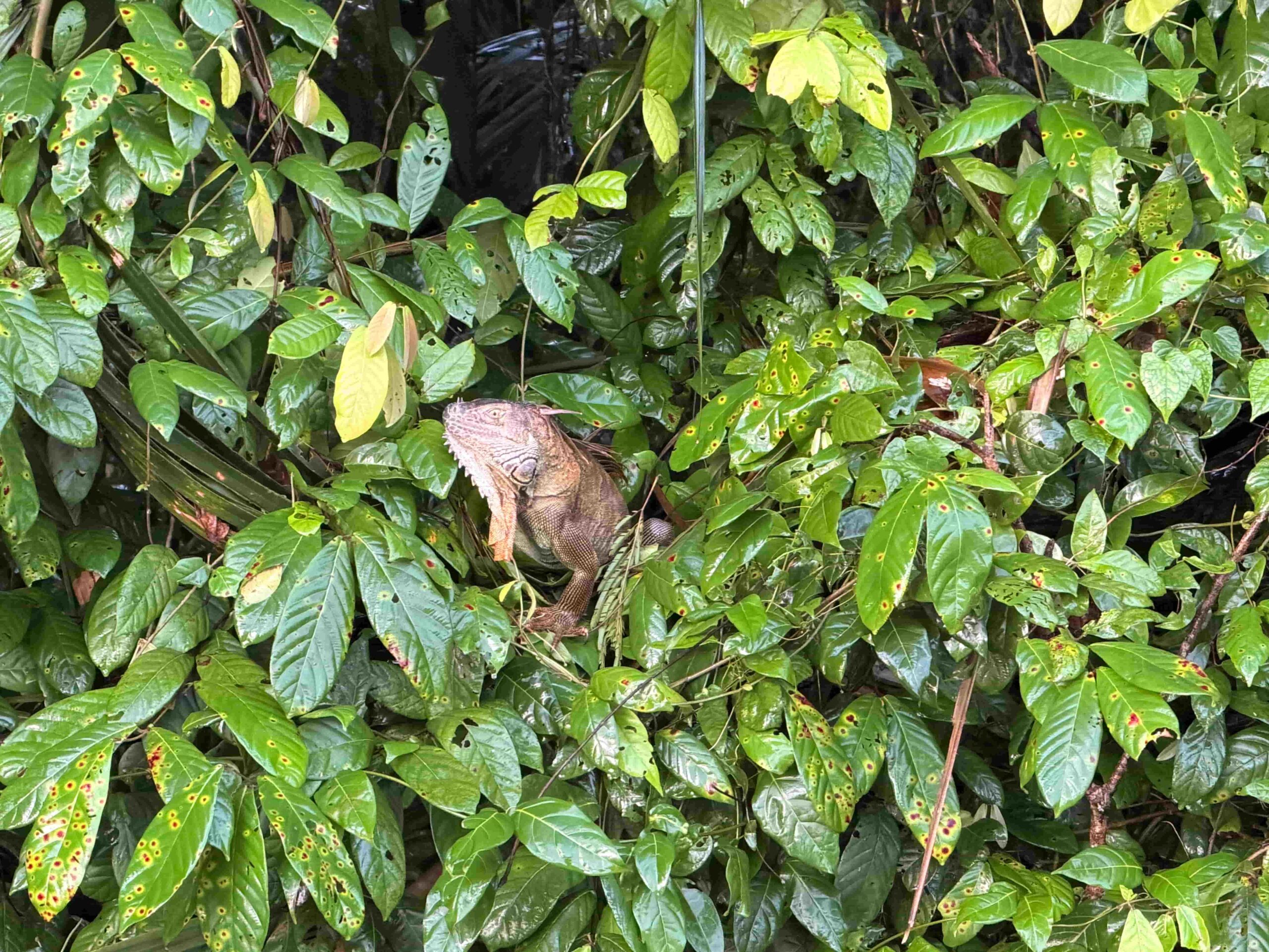 Rejser til Costa Rica, Rejser til Tortuguero