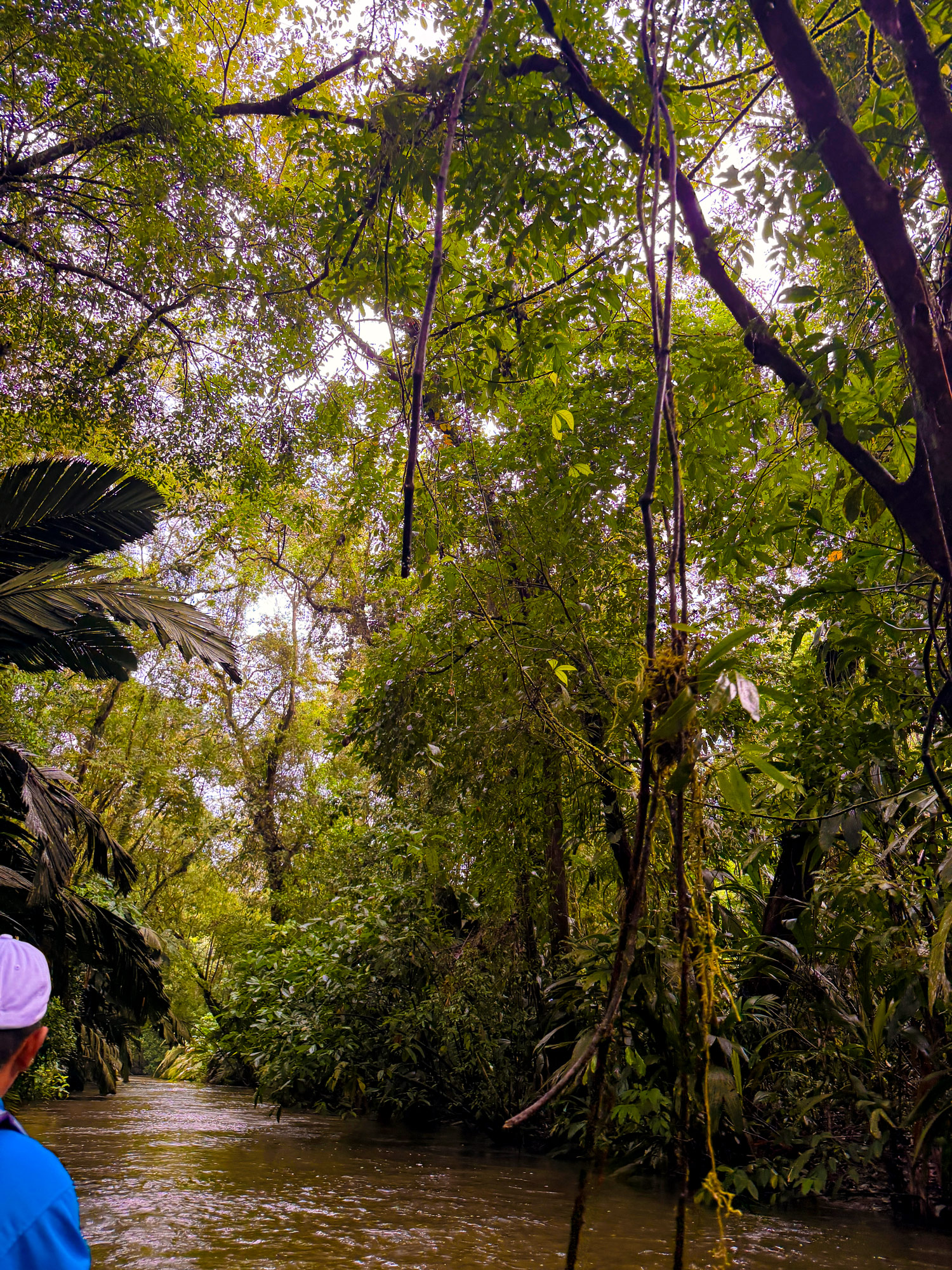 Tortuguero Nationalpark Rejser til Costa Rica med børn - rejseblog om Costa Rica - C&C Travel