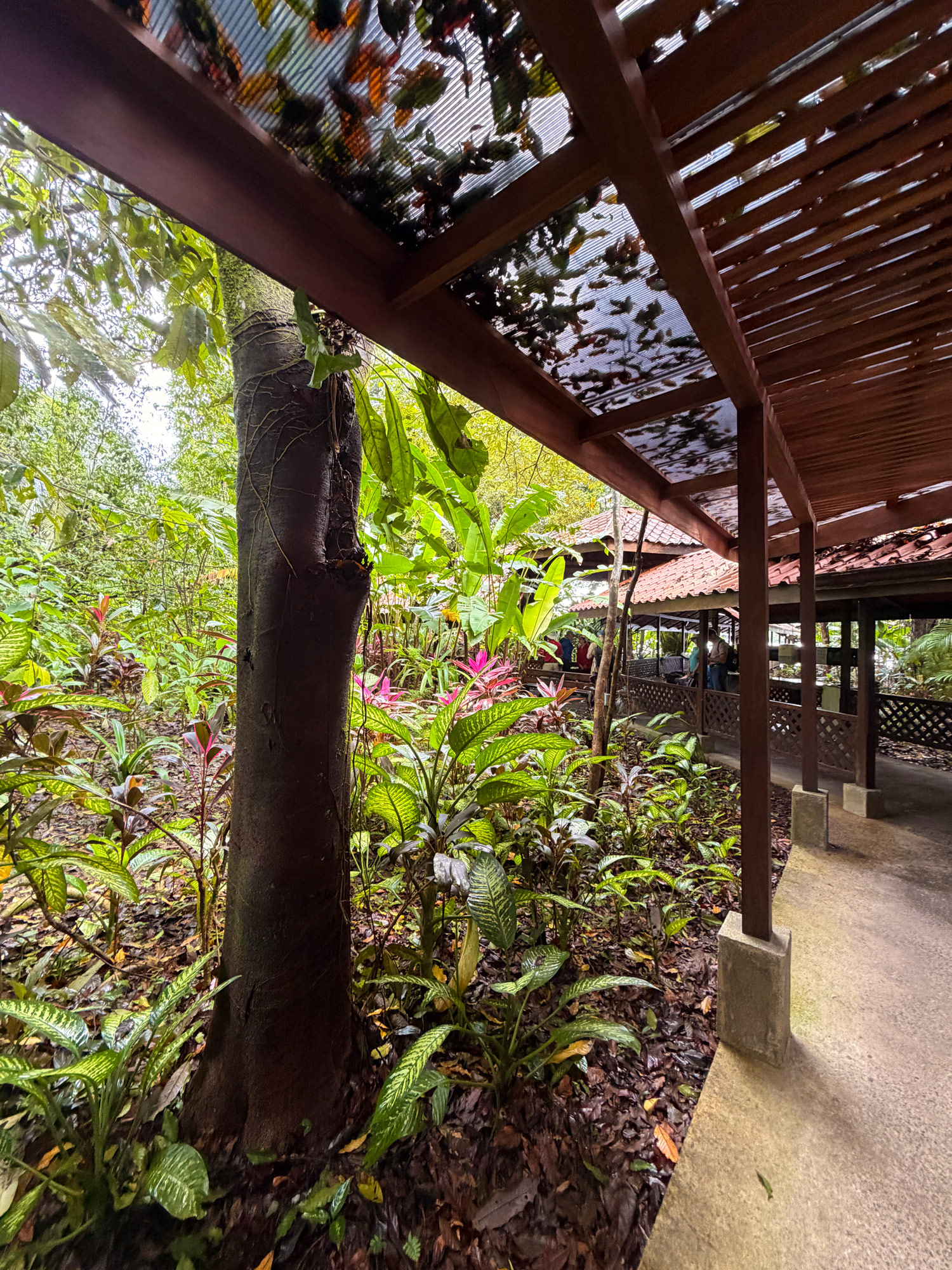 Pachira Lodge i Tortuguero Rejser til Costa Rica med børn - rejseblog om Costa Rica - C&C Travel