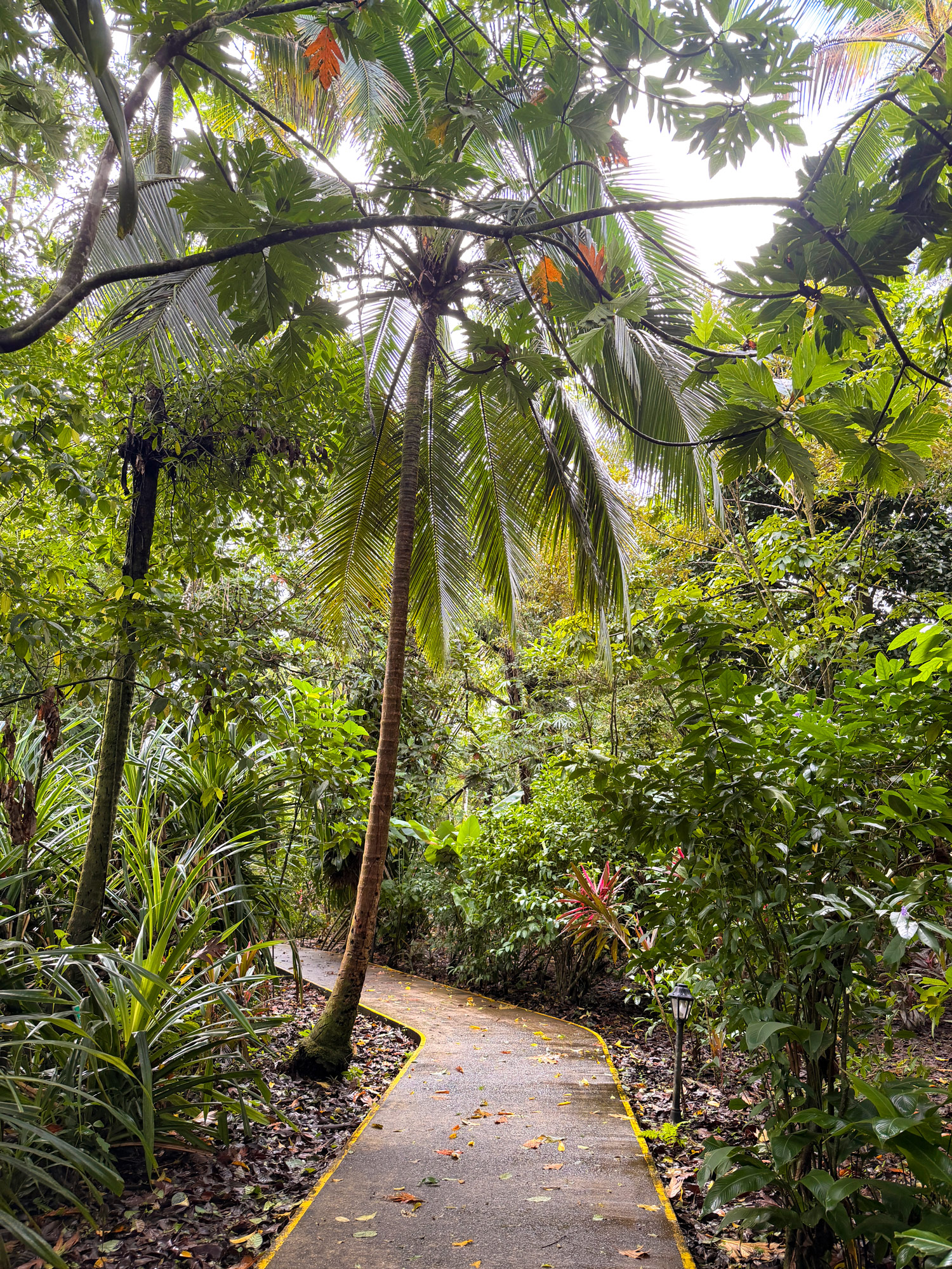 Pachira Lodge i Tortuguero Rejser til Costa Rica med børn - rejseblog om Costa Rica - C&C Travel