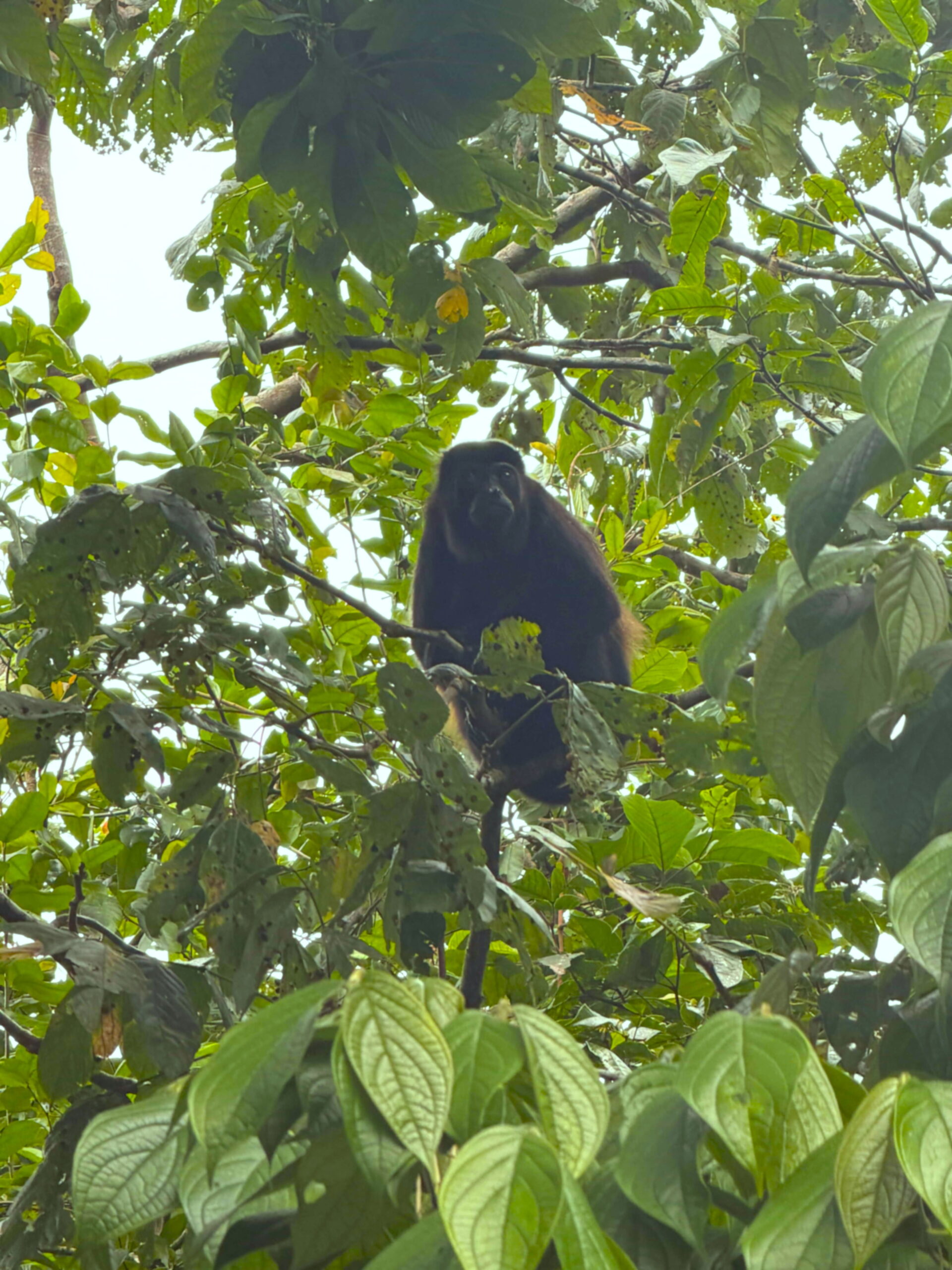 Rejser til Costa Rica, Rejser til Tortuguero