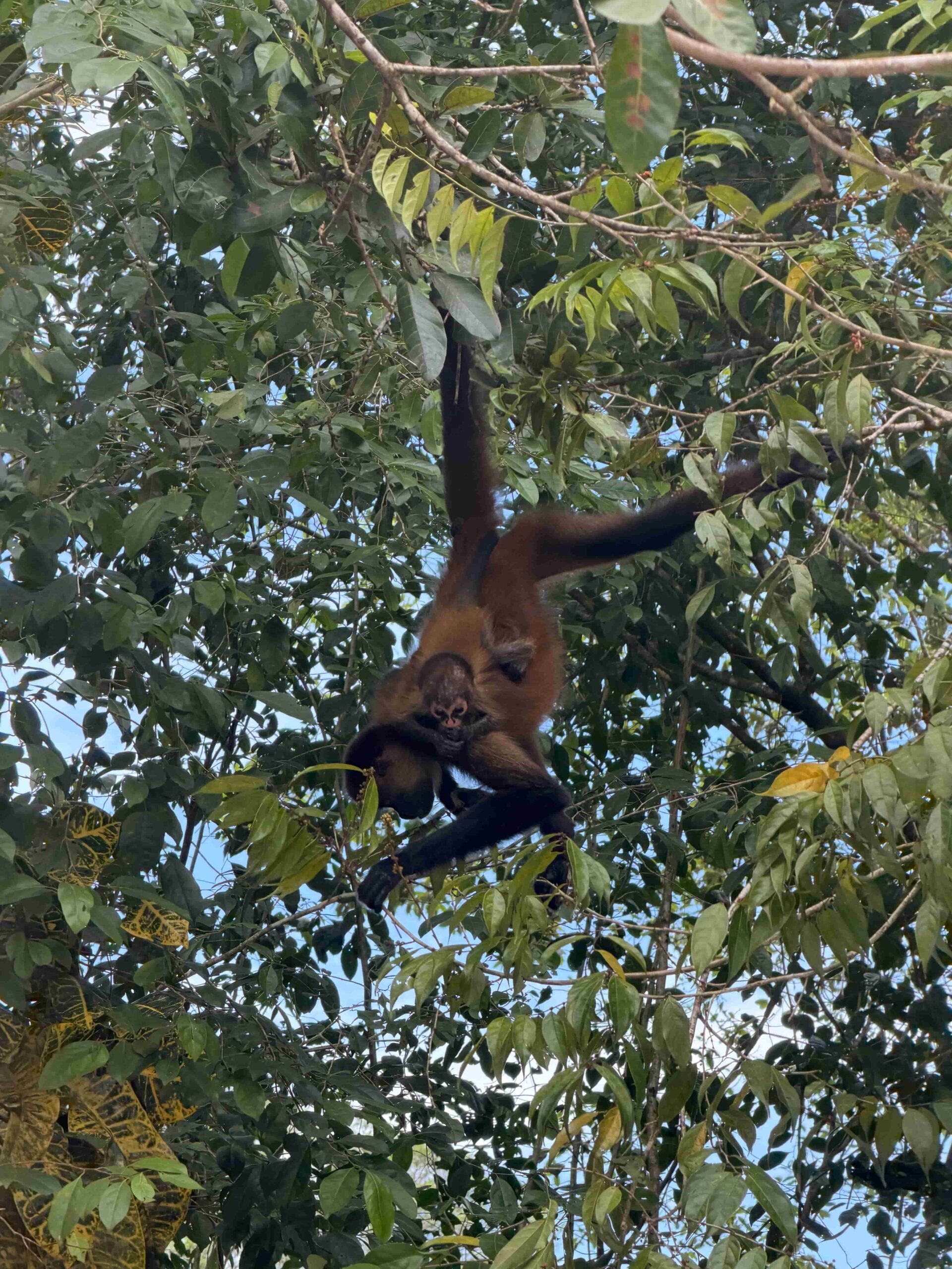 Rejser til Costa Rica, Rejser til Tortuguero