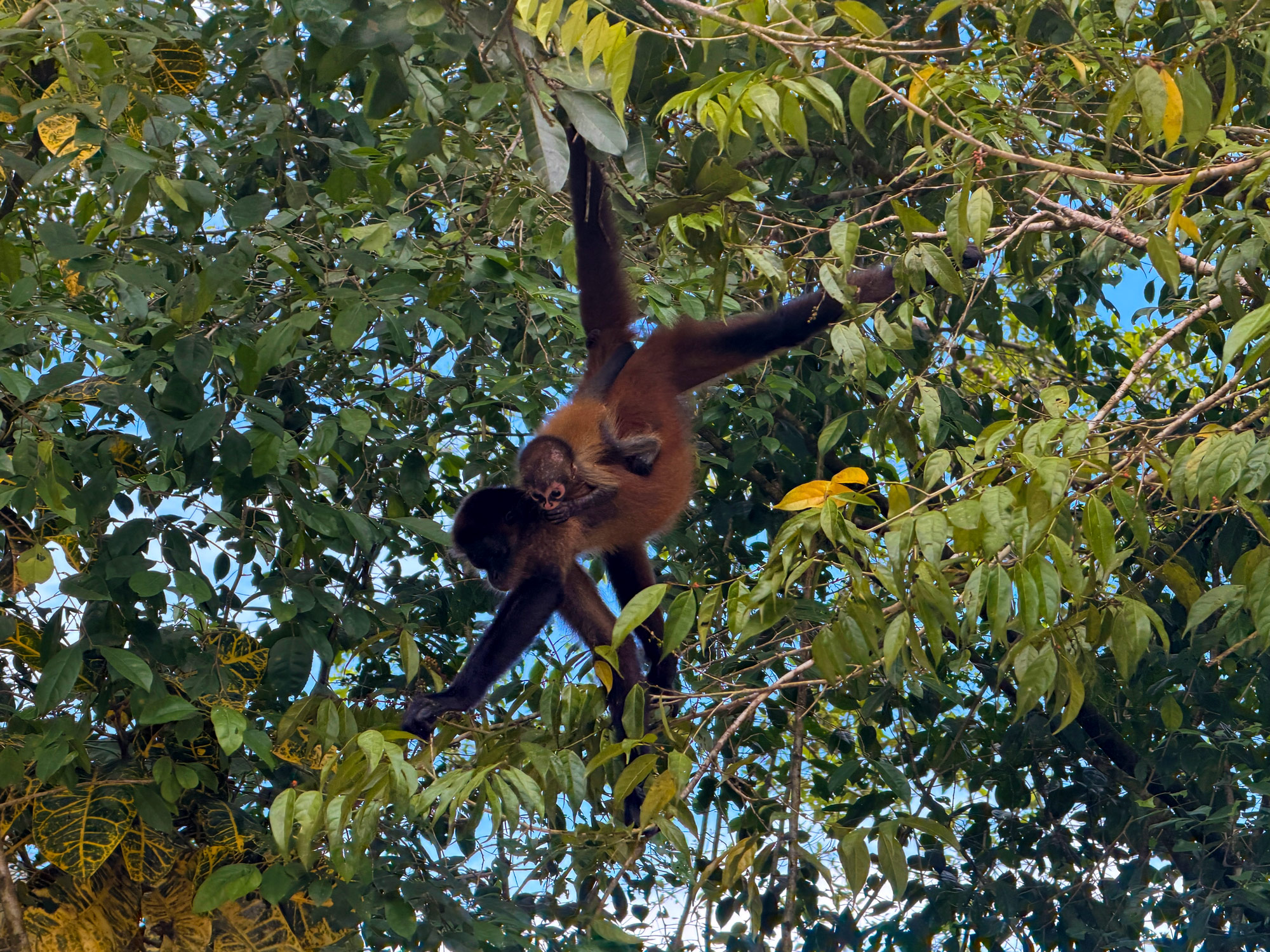 Pachira Lodge i Tortuguero Rejser til Costa Rica med børn - rejseblog om Costa Rica - C&C Travel