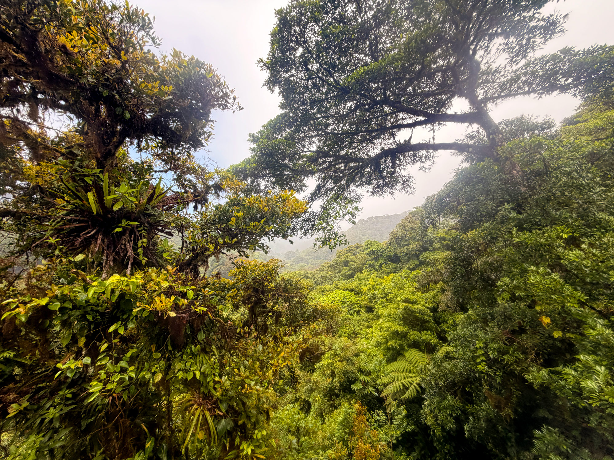 Hængebroer i Monteverde Rejser til Costa Rica med børn - rejseblog om Costa Rica - C&C Travel