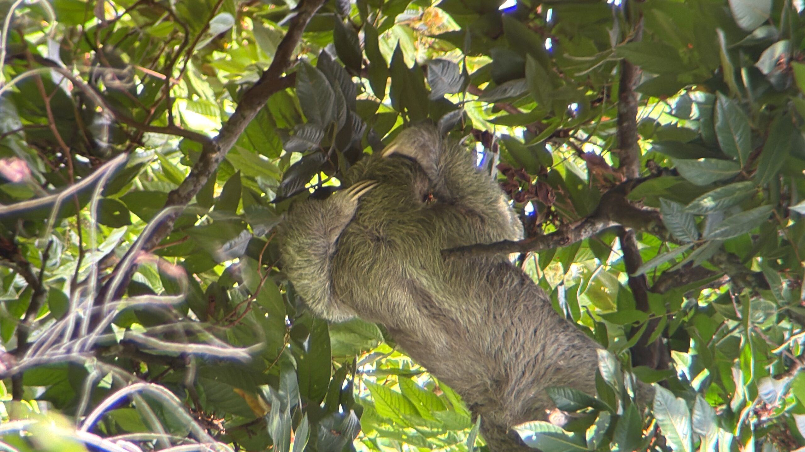 Rejser til Costa Rica, Rejser til Manuel Antonio