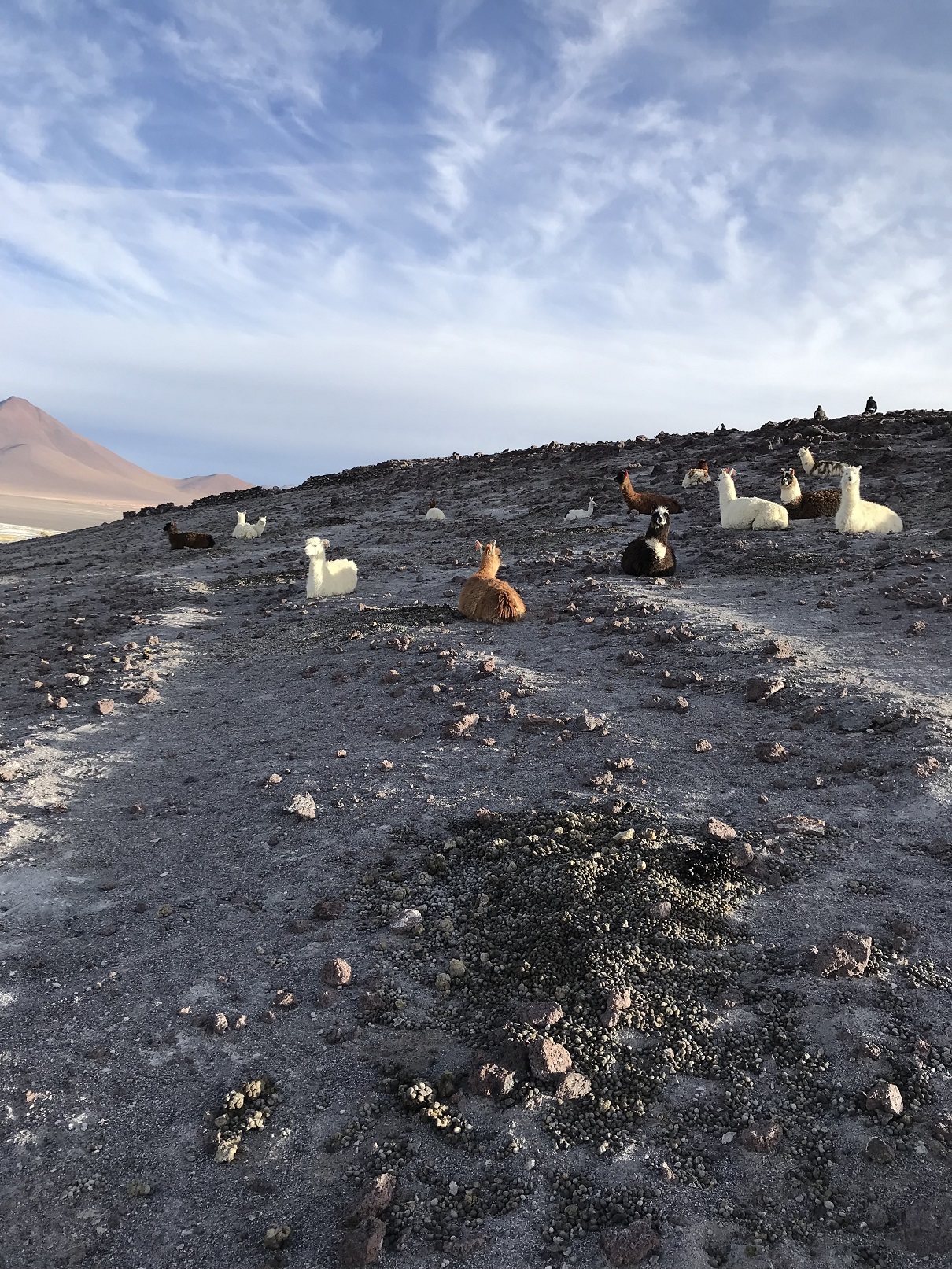 Rejser til Bolivia saltørken Uyuni