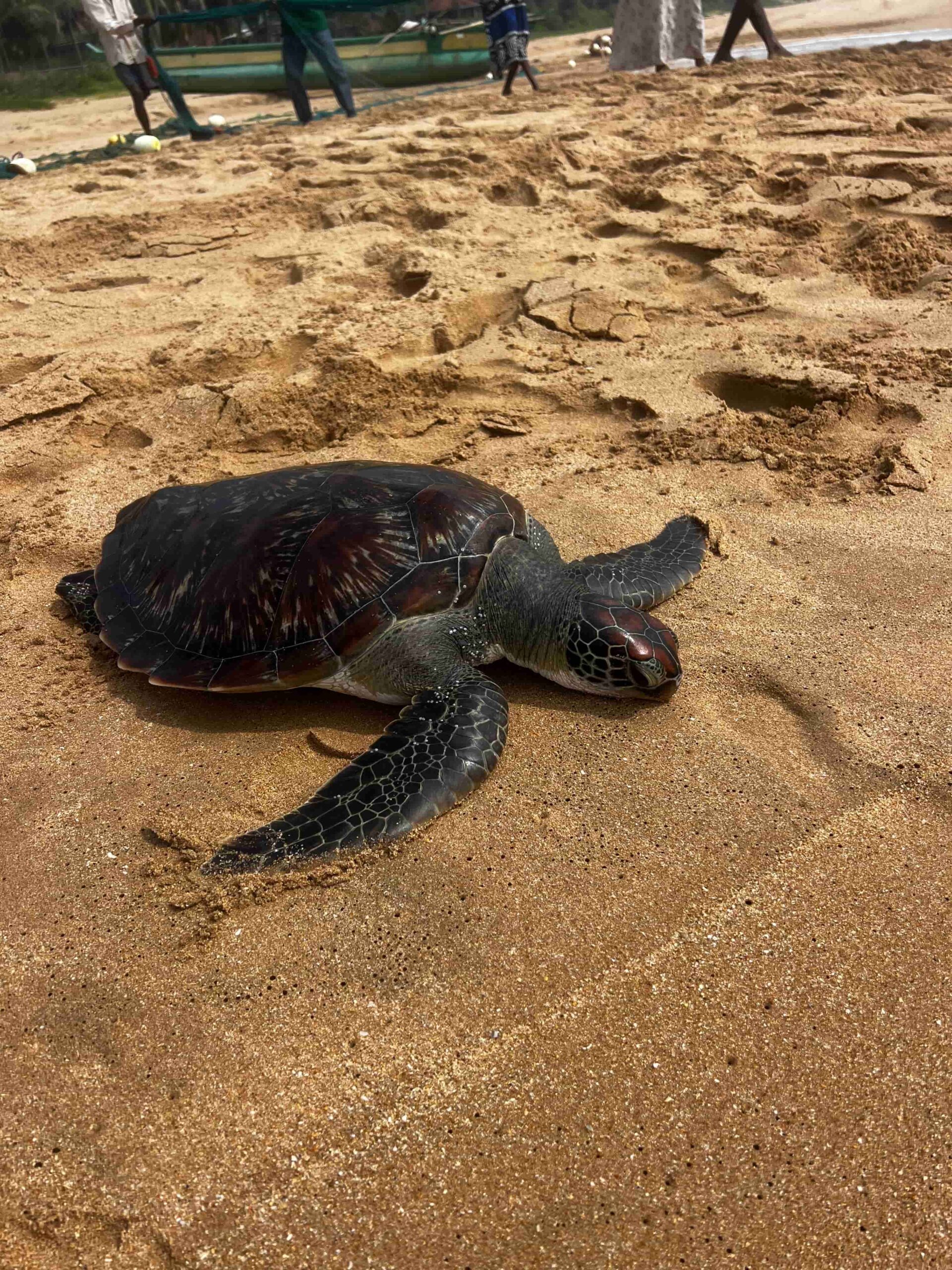 Havskildpadde Rejser til Sri Lanka - Rejser med privat chauffør - rundrejse i Sri Lanka