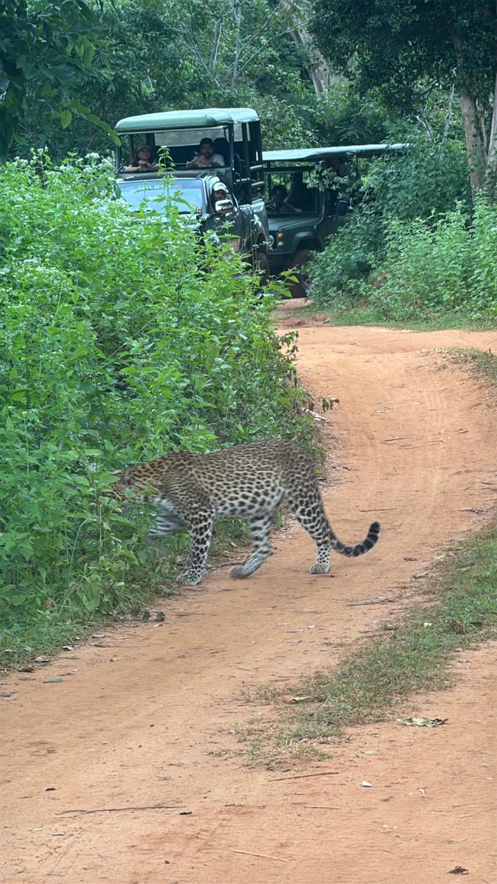 Yala Nationalpark Rejser til Sri Lanka - Rejser med privat chauffør - rundrejse i Sri Lanka
