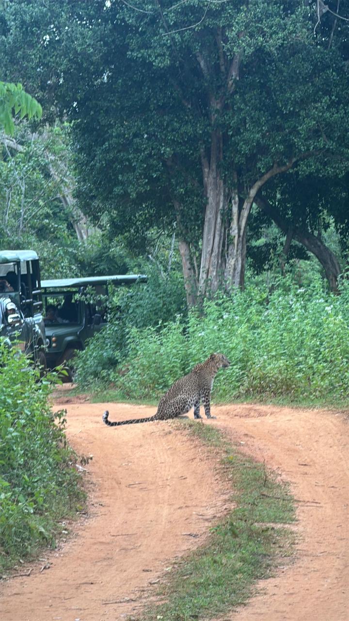 Yala Nationalpark Rejser til Sri Lanka - Rejser med privat chauffør - rundrejse i Sri Lanka
