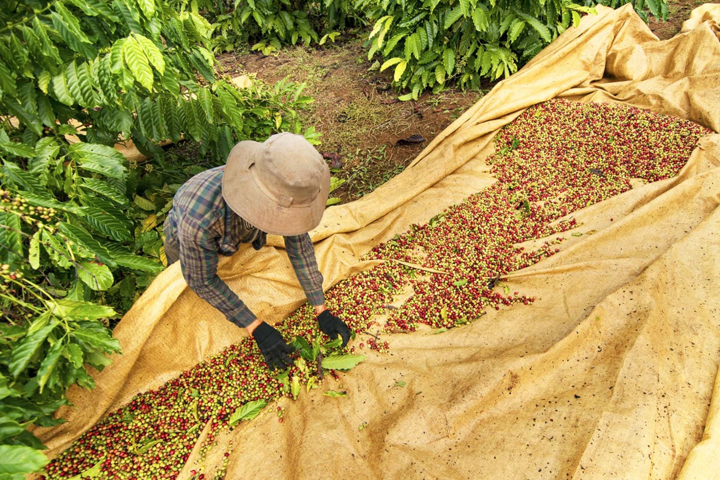 Colombia - oplev Zona Cafetera Colombia - oplev Zona Cafetera