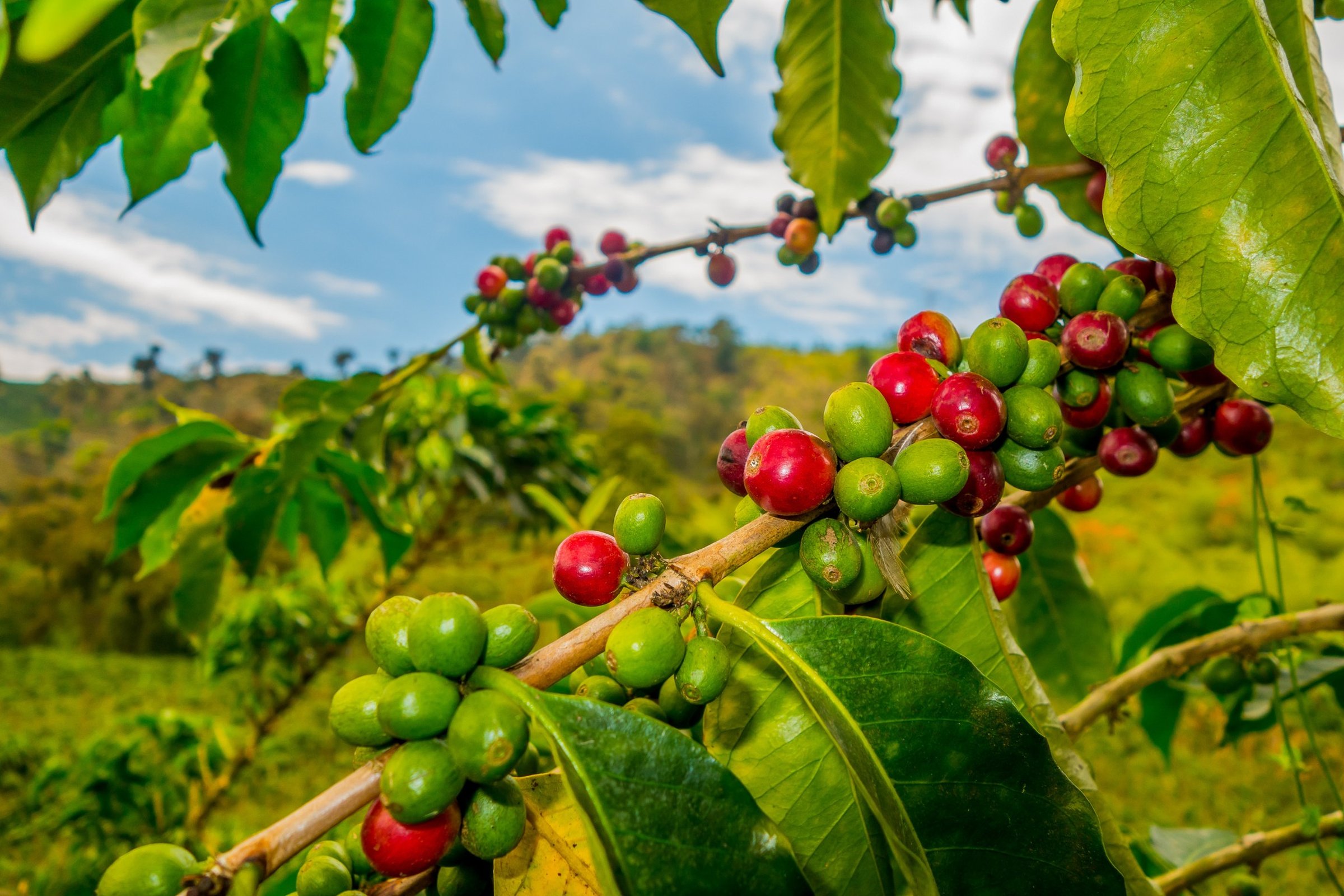 Colombia - oplev Zona Cafetera Colombia - oplev Zona Cafetera