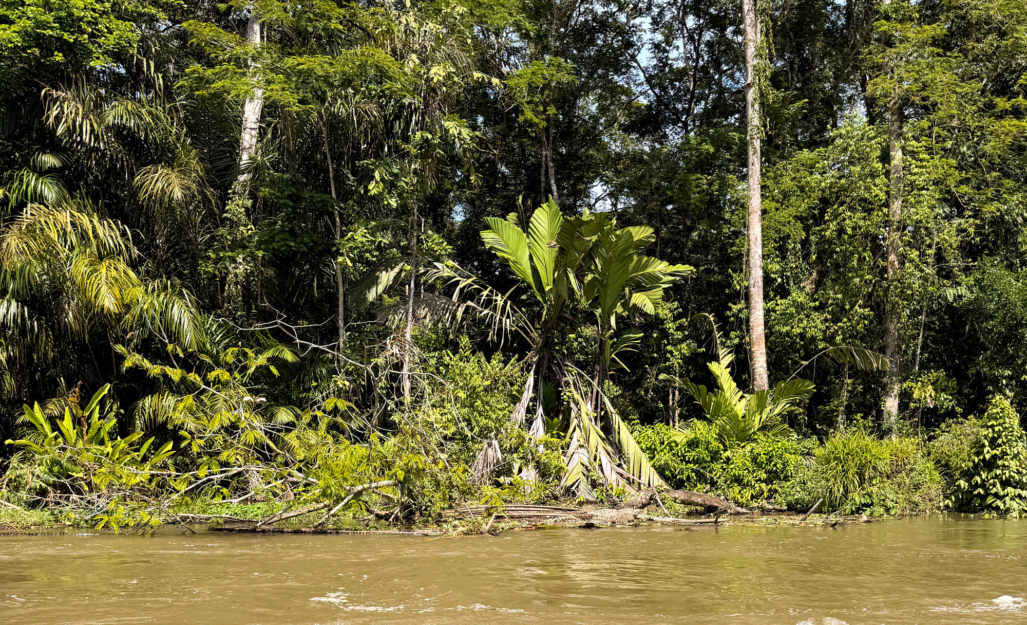 Krokodille i Tortuguero Nationalpark Rejser til Costa Rica med børn - rejseblog om Costa Rica - C&C Travel