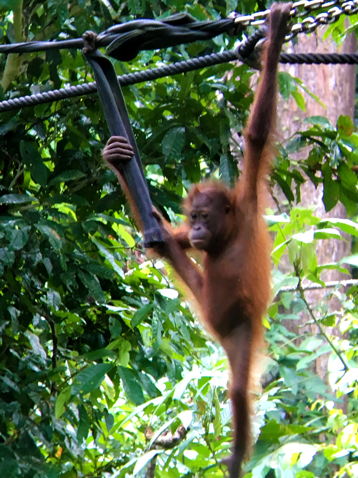 Rejser til Malaysia - Rejser til Borneo