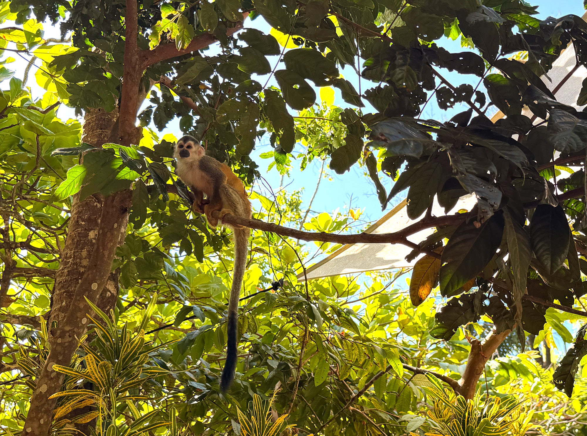 Hotel Costa Verde i Manuel Antonio Rejser til Costa Rica med børn - rejseblog om Costa Rica - C&C Travel