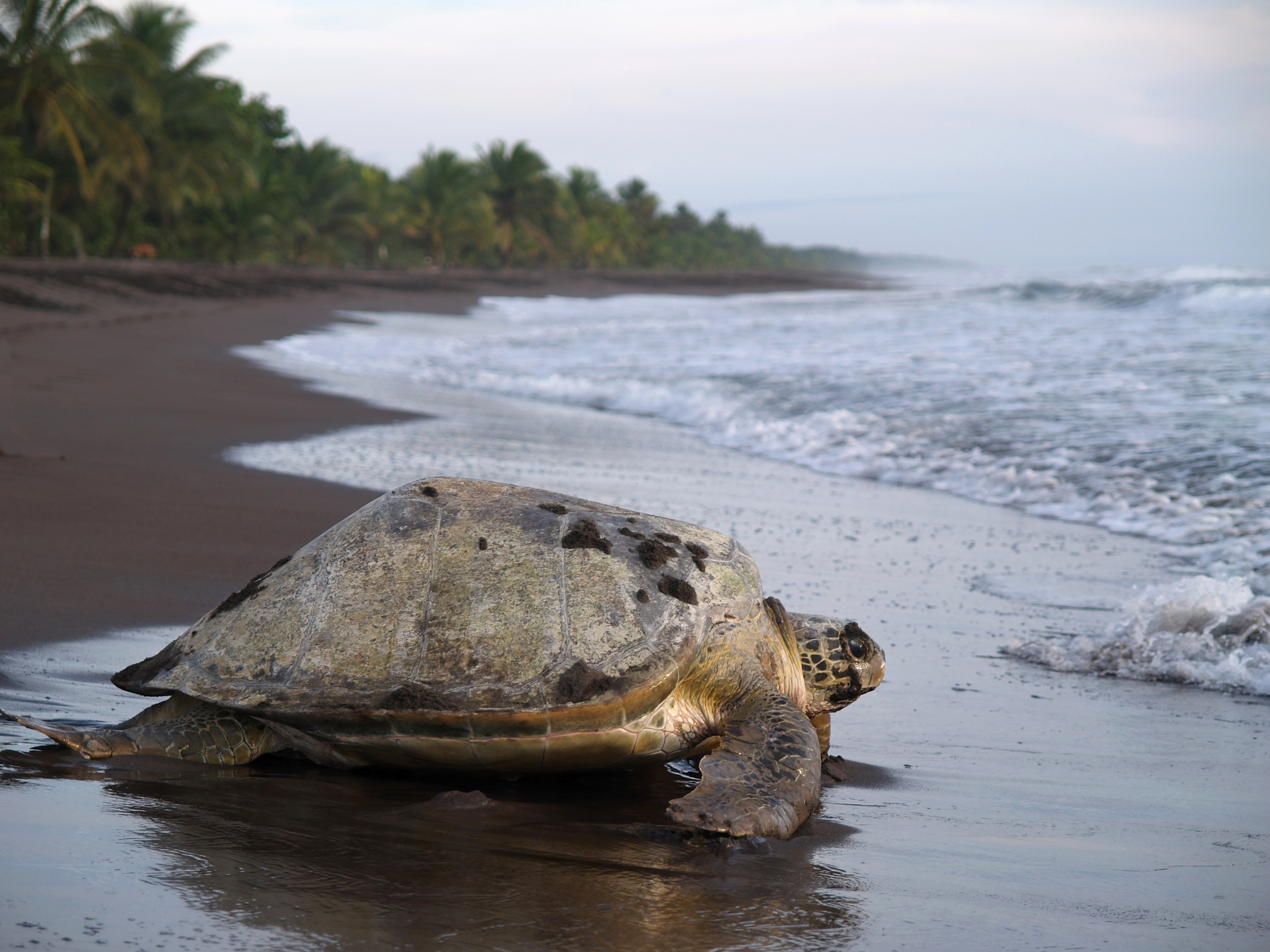 Sea turtle crawling from the beach to the sea in Tortuguero National Park