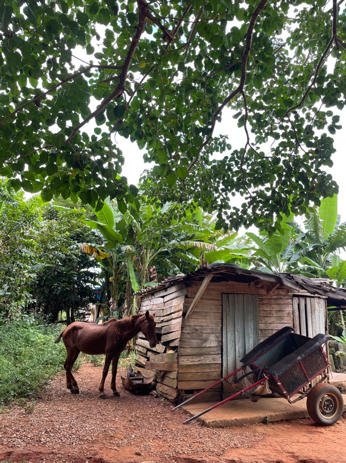 Rejser til Cuba, Rejser til Havana
