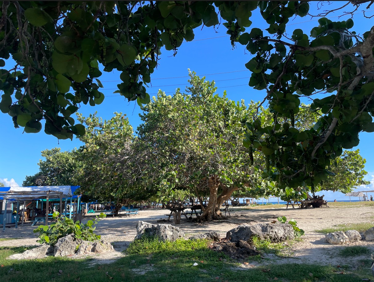 Rejser til Cuba, Rejser til Havana