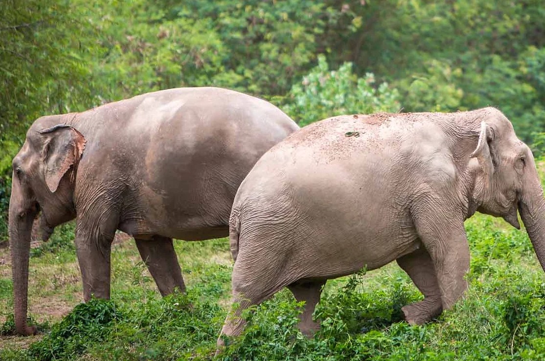Elefant Rejser til thailand, Rejser til syd Thailand, Øer i Thailand, Oplevelser i Thailand.
