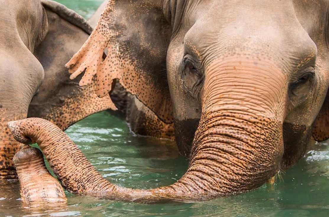 Elefant Rejser til thailand, Rejser til syd Thailand, Øer i Thailand, Oplevelser i Thailand.