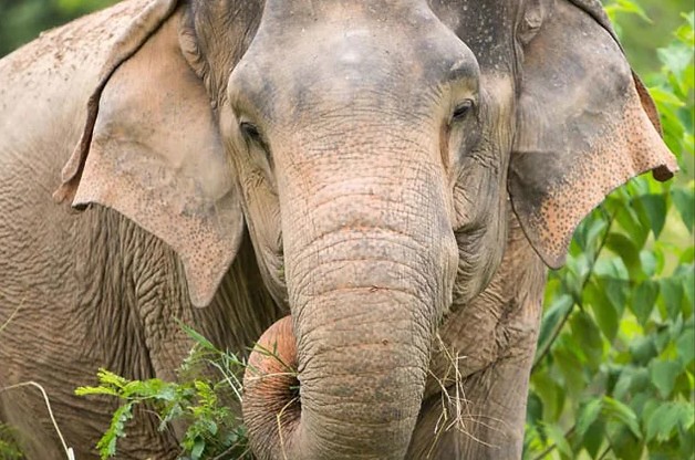 Elefant Rejser til thailand, Rejser til syd Thailand, Øer i Thailand, Oplevelser i Thailand.