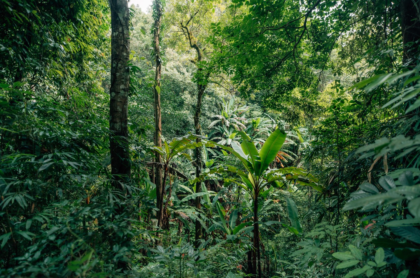 Phaeng National Park Rejser til thailand, Rejser til syd Thailand, Øer i Thailand, Oplevelser i Thailand.