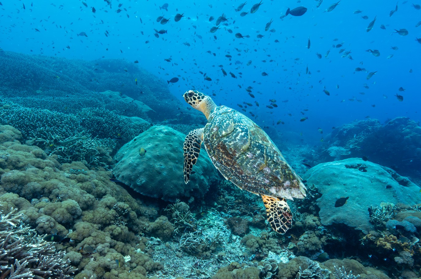 Koh Tao Rejser til thailand, Rejser til syd Thailand, Øer i Thailand, Oplevelser i Thailand.