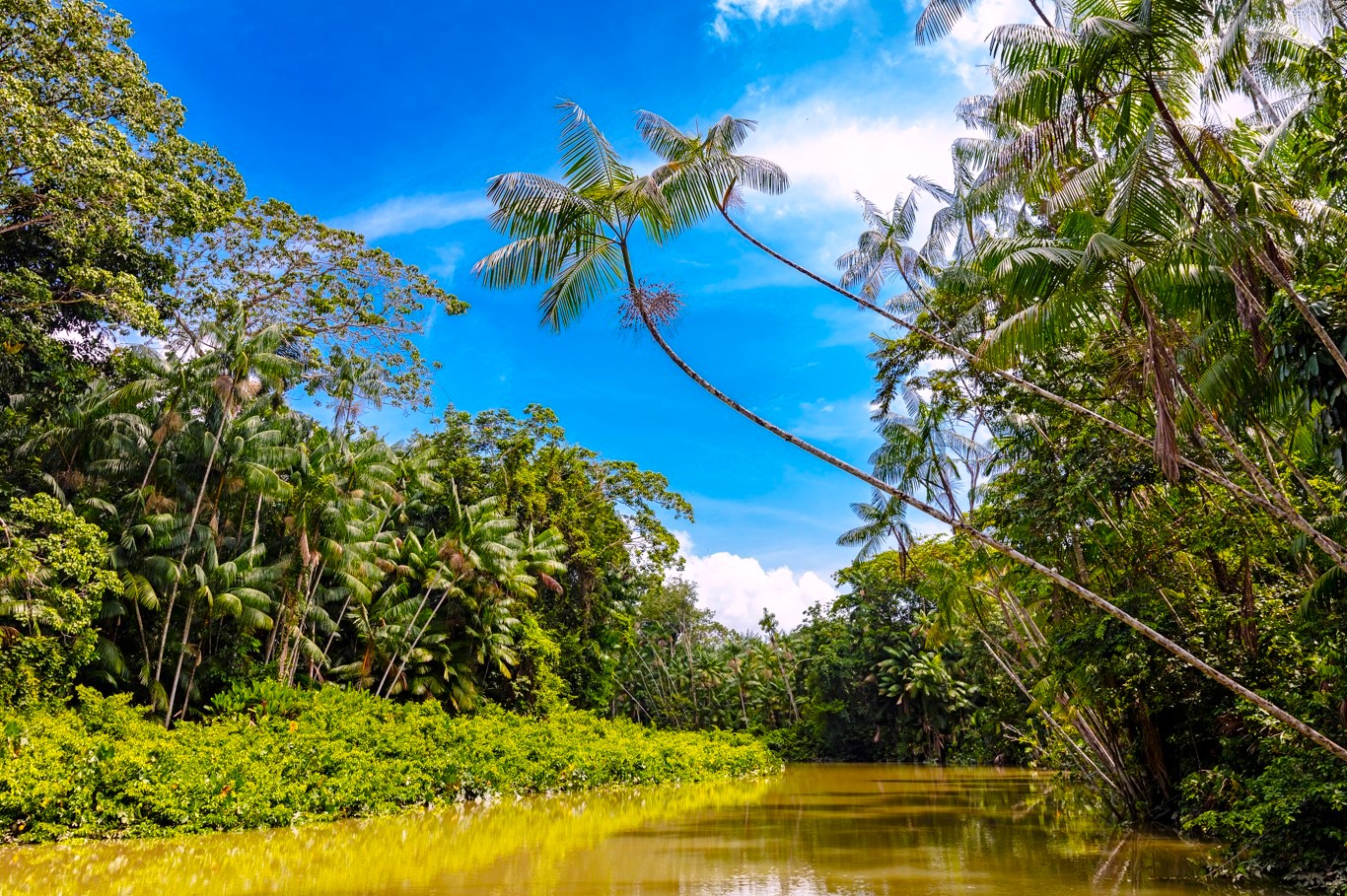 Amazonas Rejser til Brasilien