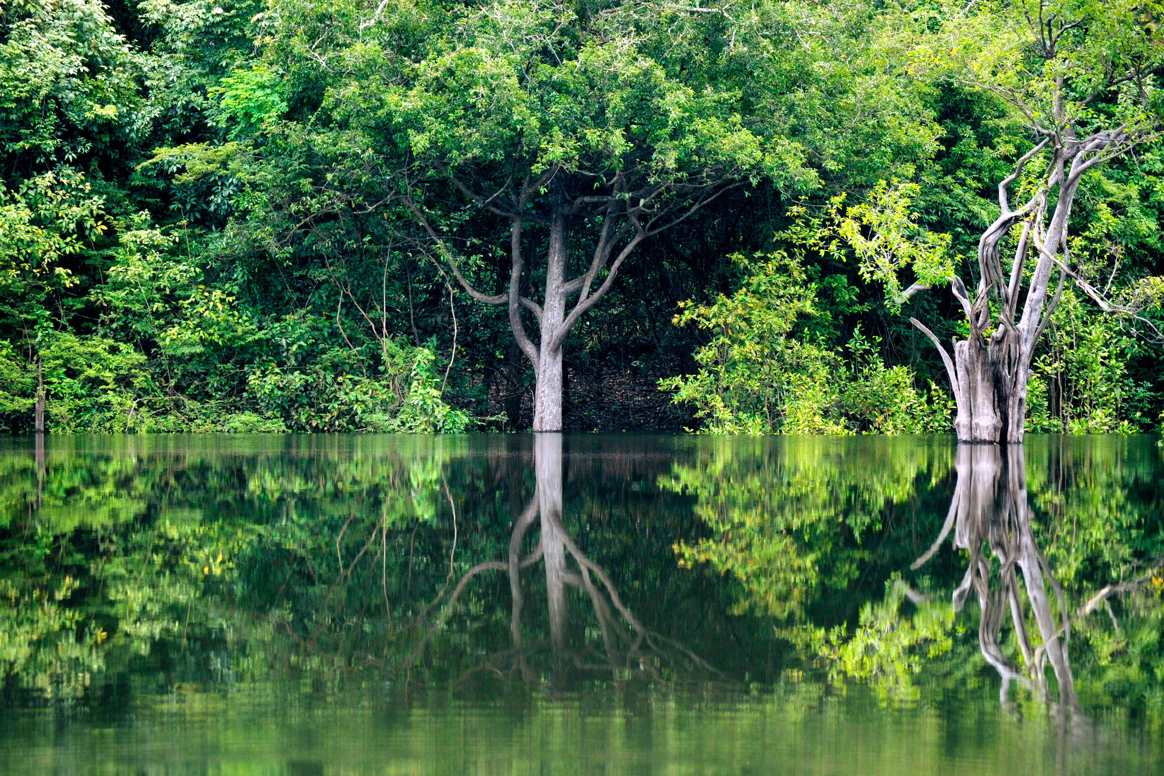Rejser til Amazonas i Brasilien Rejser til Amazonas i Brasilien