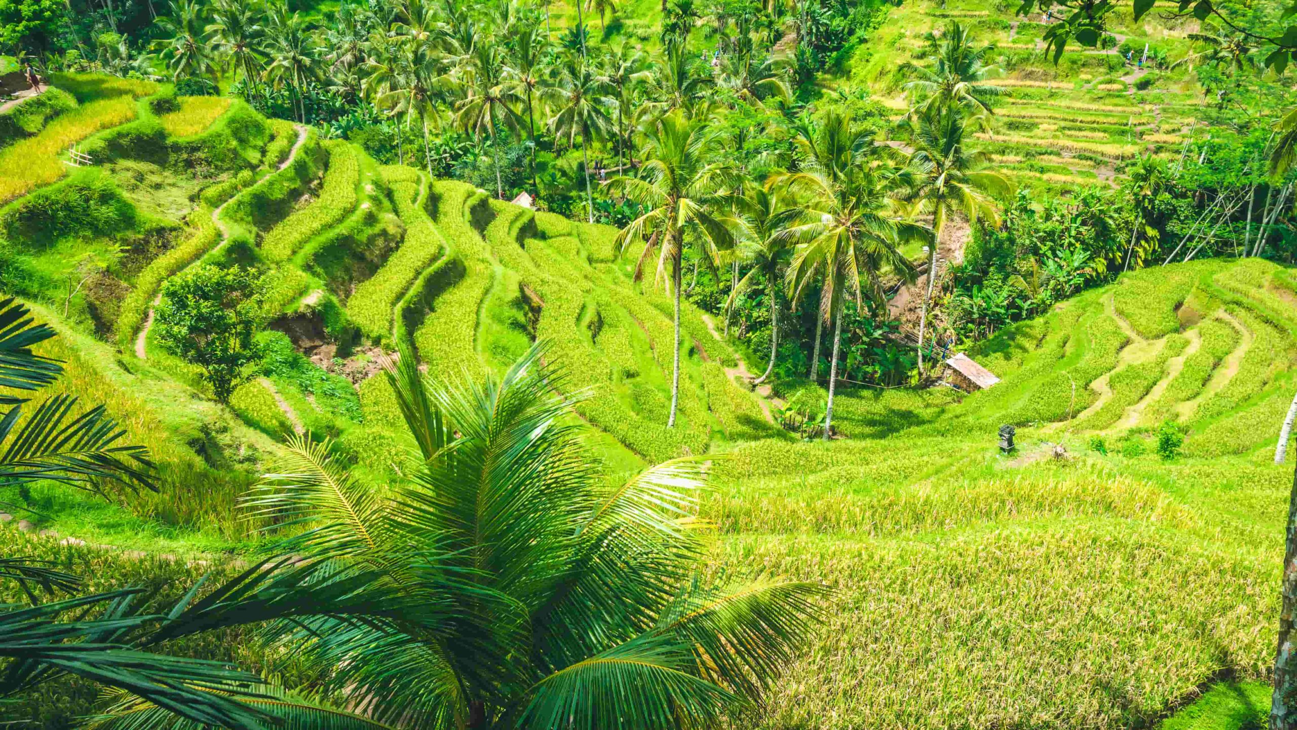 Asiens smukkeste steder - Bali (Indonesien) - Ubuds risterrasser