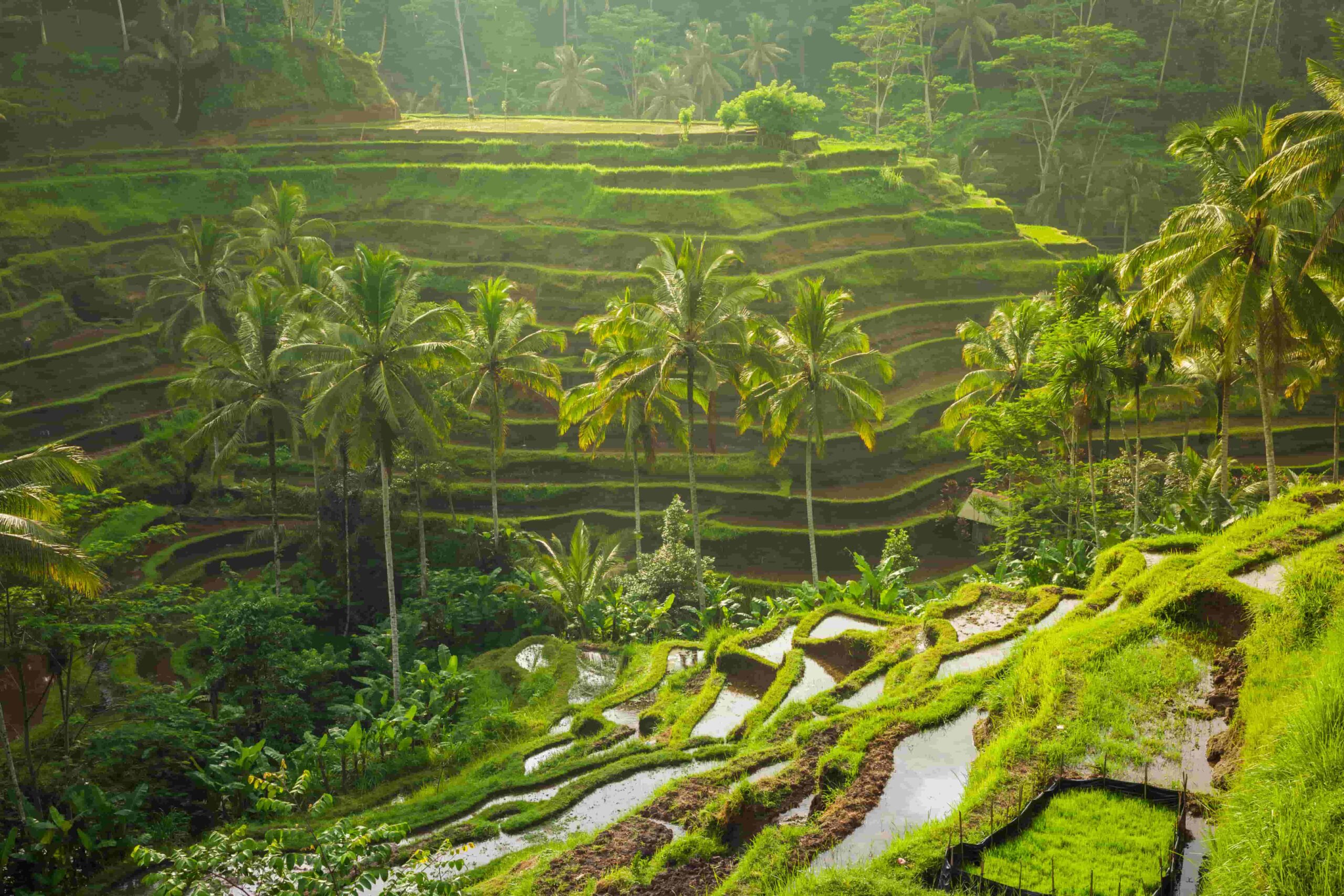 Asiens smukkeste steder - Bali (Indonesien) - Ubuds risterrasser