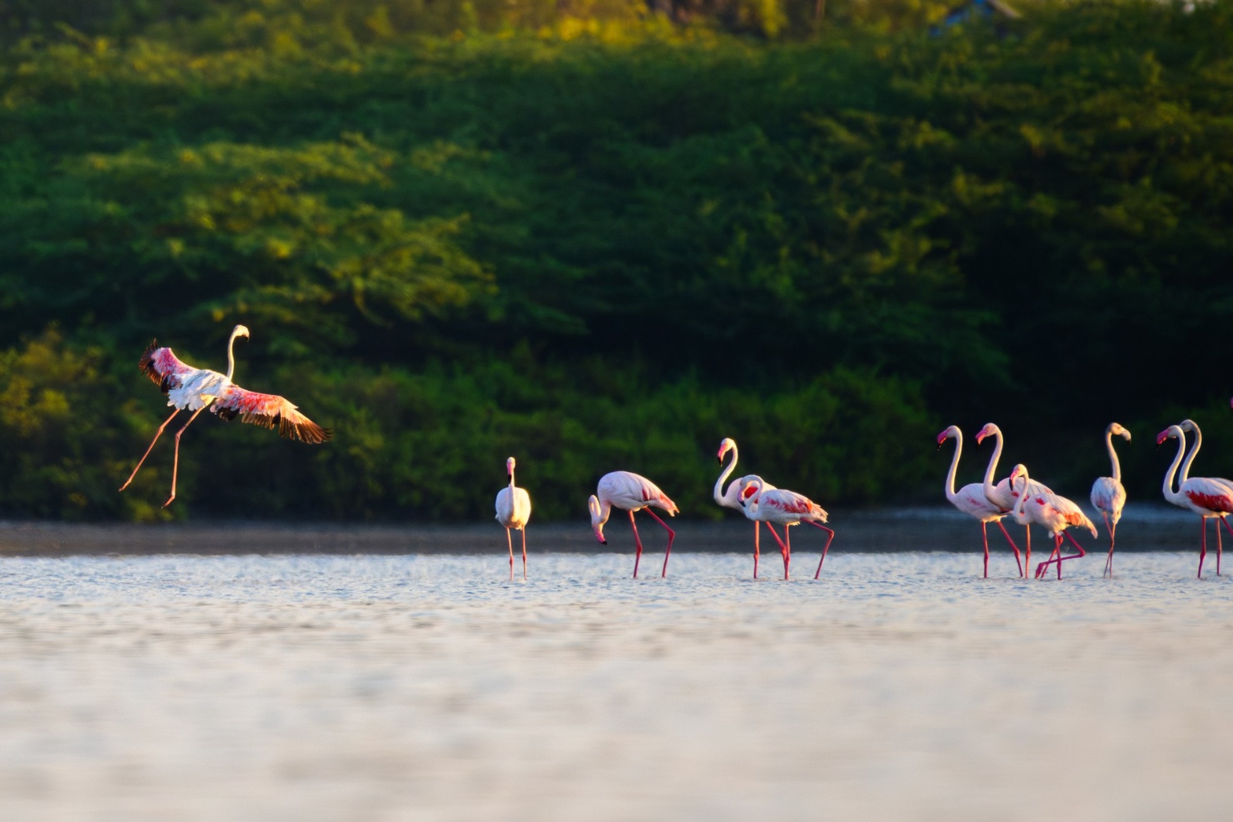 Rejser til El Cuyo i Mexico Rejser til El Cuyo i Mexico