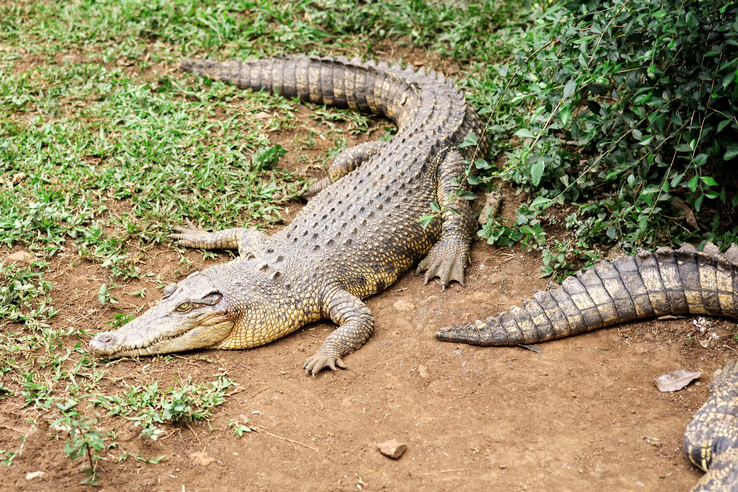 crocodile-2025-01-28-04-00-19-utc-min crocodile-2025-01-28-04-00-19-utc-min