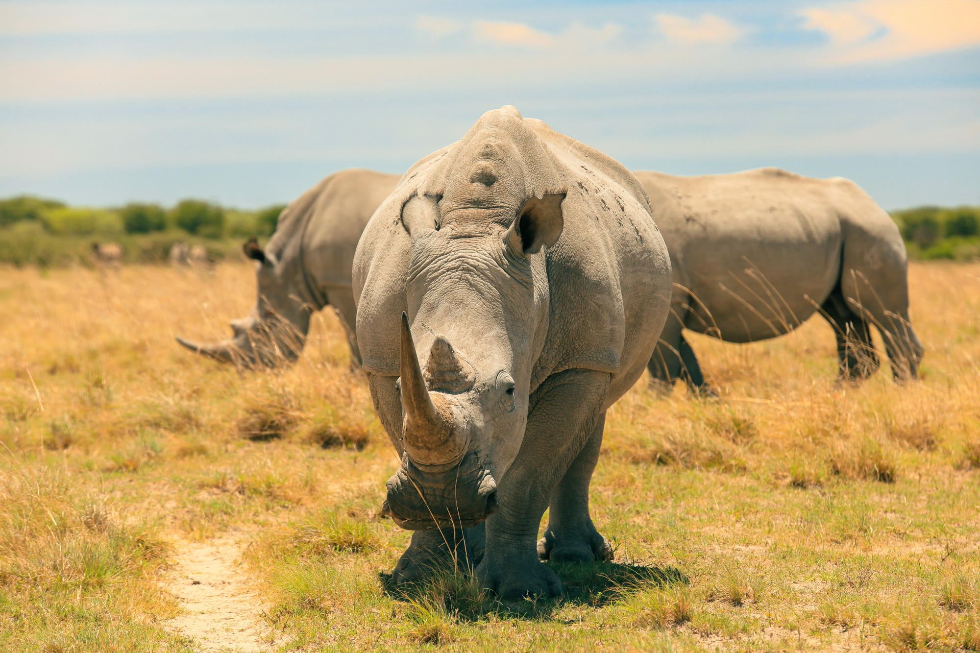 encounter-with-white-rhinos-in-the-wild-during-an-2024-12-05-23-05-13-utc encounter-with-white-rhinos-in-the-wild-during-an-2024-12-05-23-05-13-utc