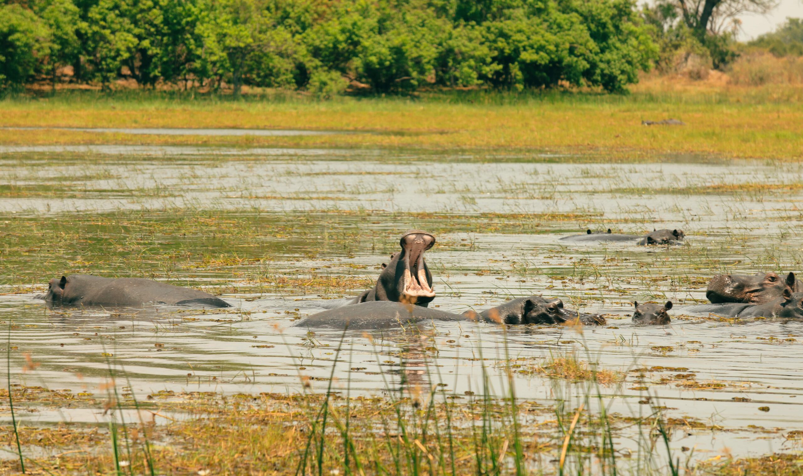 hippos-basking-in-the-waters-of-a-serene-national-2024-12-05-23-05-13-utc-min hippos-basking-in-the-waters-of-a-serene-national-2024-12-05-23-05-13-utc-min